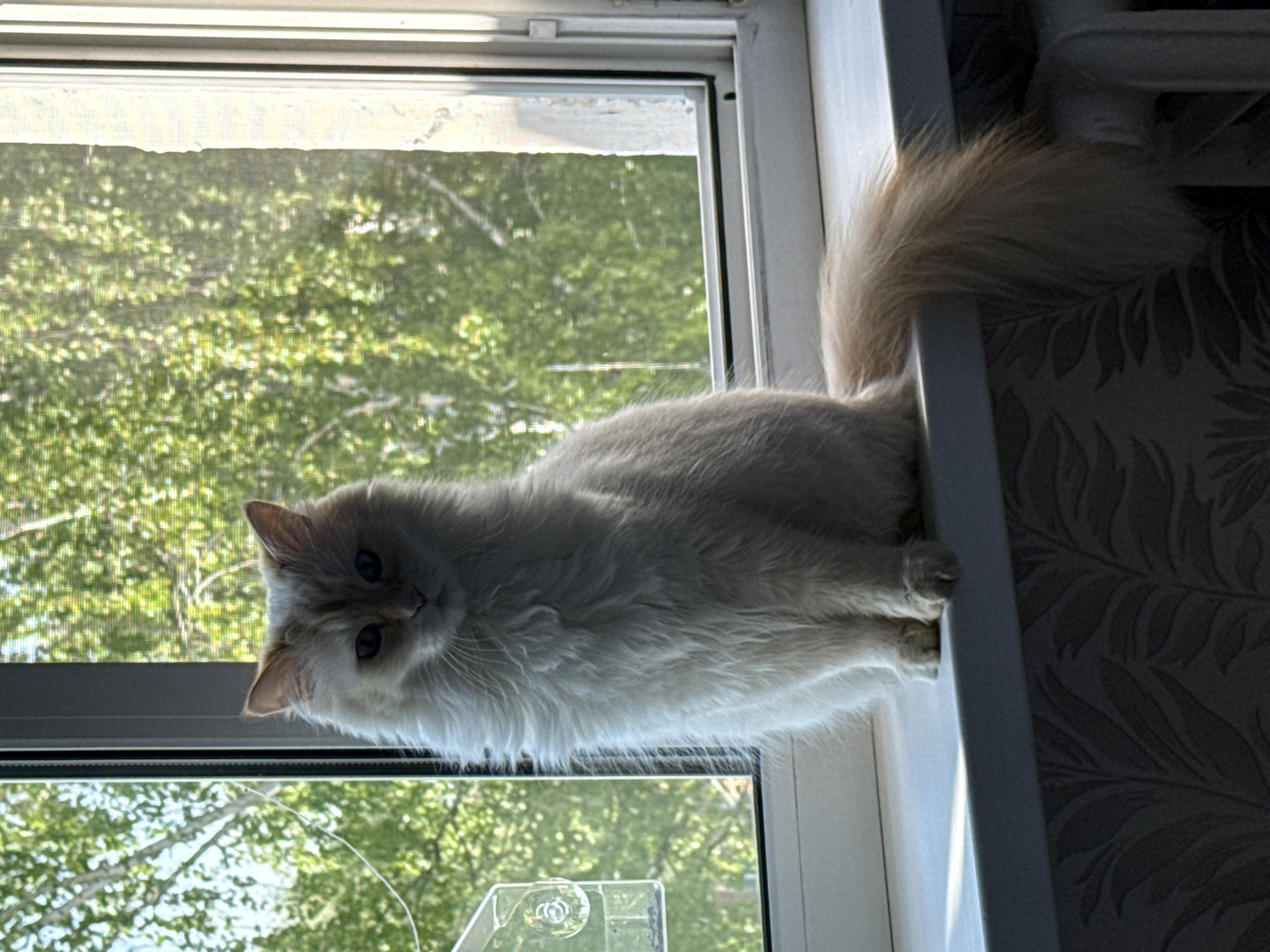 A fluffy, light-colored cat with blue eyes is lying on a windowsill. The cat is facing the viewer, its tail extending to the right towards what appears to be a radiator. Outside the window, green trees are visible, possibly indicating a park or residential area. The scene is indoors, with patterned wallpaper visible to the right of the cat. The location is Chaikovsky, Russia, as indicated by the image's origin.