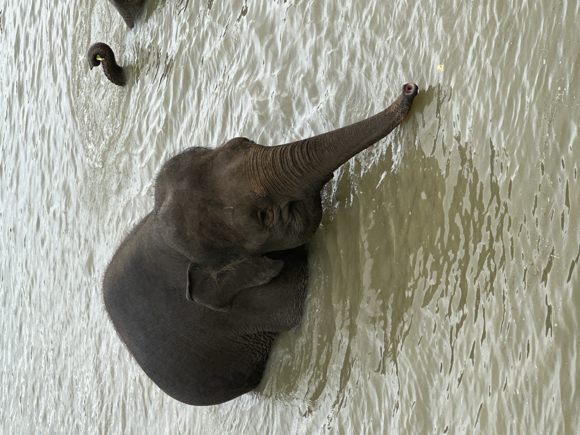 In Nizhnyaya Shilovka, Russia, a young elephant swims in murky water. The elephant's trunk is partially submerged, with its nostrils visible above the surface. The water is calm, with small ripples indicating movement. The elephant's dark grey skin is textured and appears wet. In the background, another elephant's trunk is visible, also emerging from the water, with what appears to be a piece of food in its grasp. The surrounding environment is not clearly depicted, but the presence of water suggests a natural habitat or a dedicated animal enclosure.