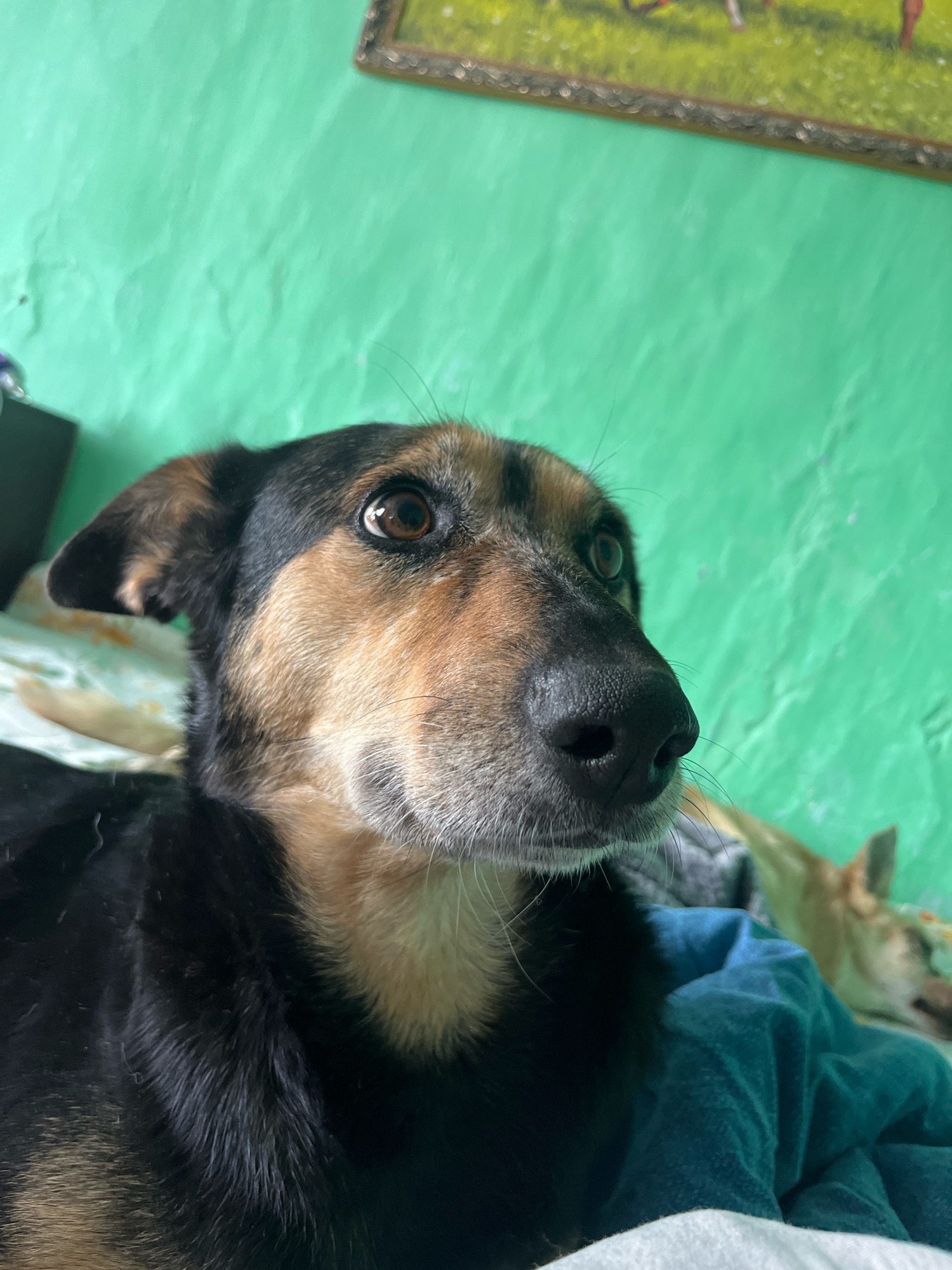 A medium shot captures a dog with black and tan fur, its head tilted slightly upwards and to the right. The dog's large, brown eyes are wide open, and its ears are perked. The background features a textured, bright green wall and a framed picture hanging on it. The dog is lying on a bed with a blue blanket and another dog, also resting, can be seen in the background. The scene is indoors. The image is a personal photograph and not related to the city of Nizhny Tagil, Russia.