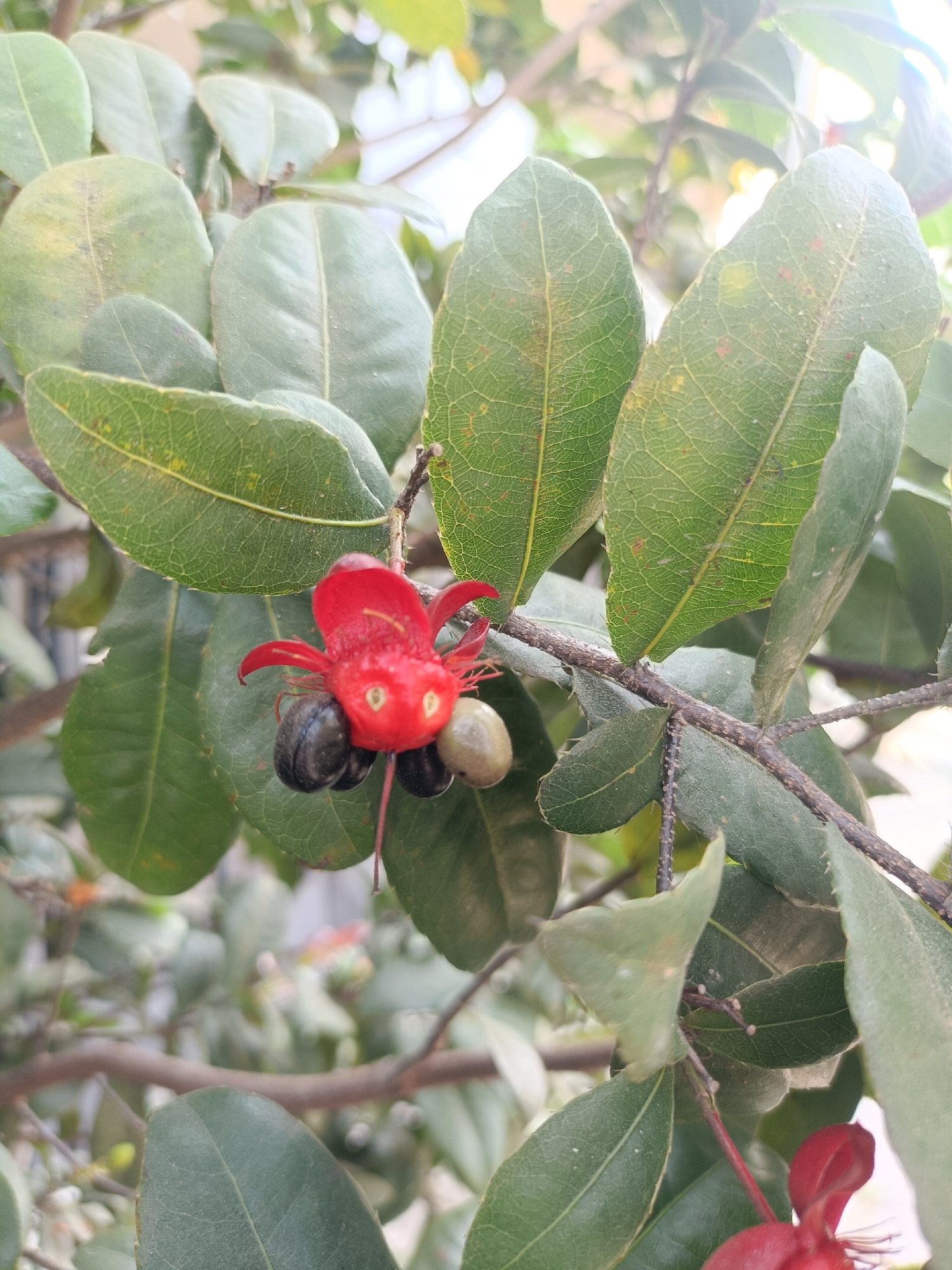 The image shows a close-up of a plant with green leaves and a red flower. The flower has a unique shape, resembling a cartoonish face with two black, berry-like structures beneath it and a lighter-colored one to the side. The plant appears to be growing on a branch, with more leaves and a blurred background. The lighting suggests it is daytime, and the overall impression is that of a natural, outdoor setting. There is no indication of the specific location in Kediri City, Indonesia.