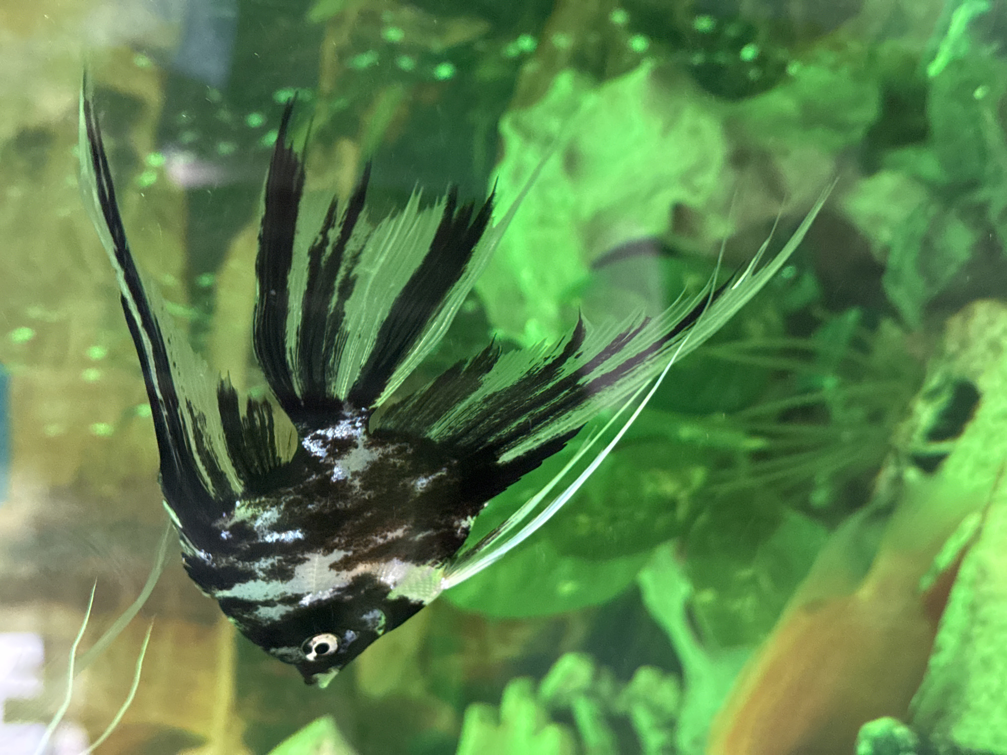 The image is a close-up, horizontal shot of an angelfish swimming in an aquarium. The angelfish has a black and white marbled pattern with black stripes and long, flowing fins. Its eye is clearly visible, and it has long, white barbels extending from its mouth. The background of the aquarium is filled with bright green plants and some out-of-focus circular green spots, likely air bubbles. To the left of the angelfish, a blurred, orange-colored fish is partially visible. There is no indication of the location being Mikhaylovsk, Russia, or any other specific geographical place. The image is entirely focused on the aquarium environment and the angelfish.