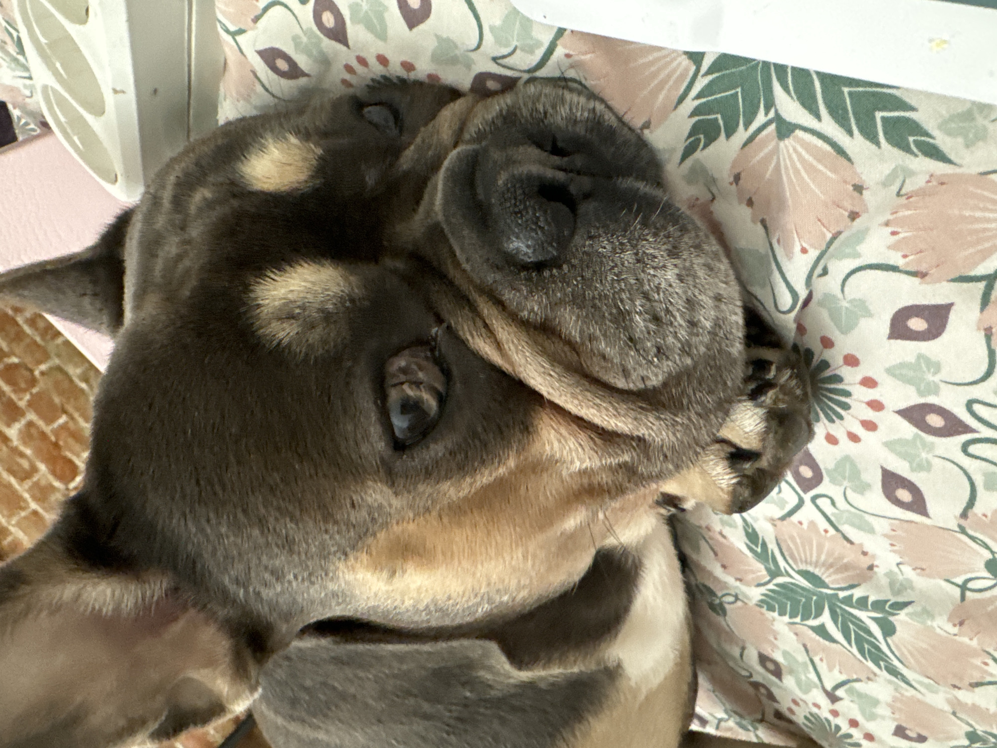 A close-up shot shows a French Bulldog resting on a floral-patterned fabric. The dog's head is angled downwards, with its eyes partially closed. The fabric has a pattern of pink and green flowers. In the background, a brick wall is visible, and to the right, a white plastic object. The scene is indoors, with soft lighting. No specific location in Saint Petersburg, Russia is identifiable from the image.