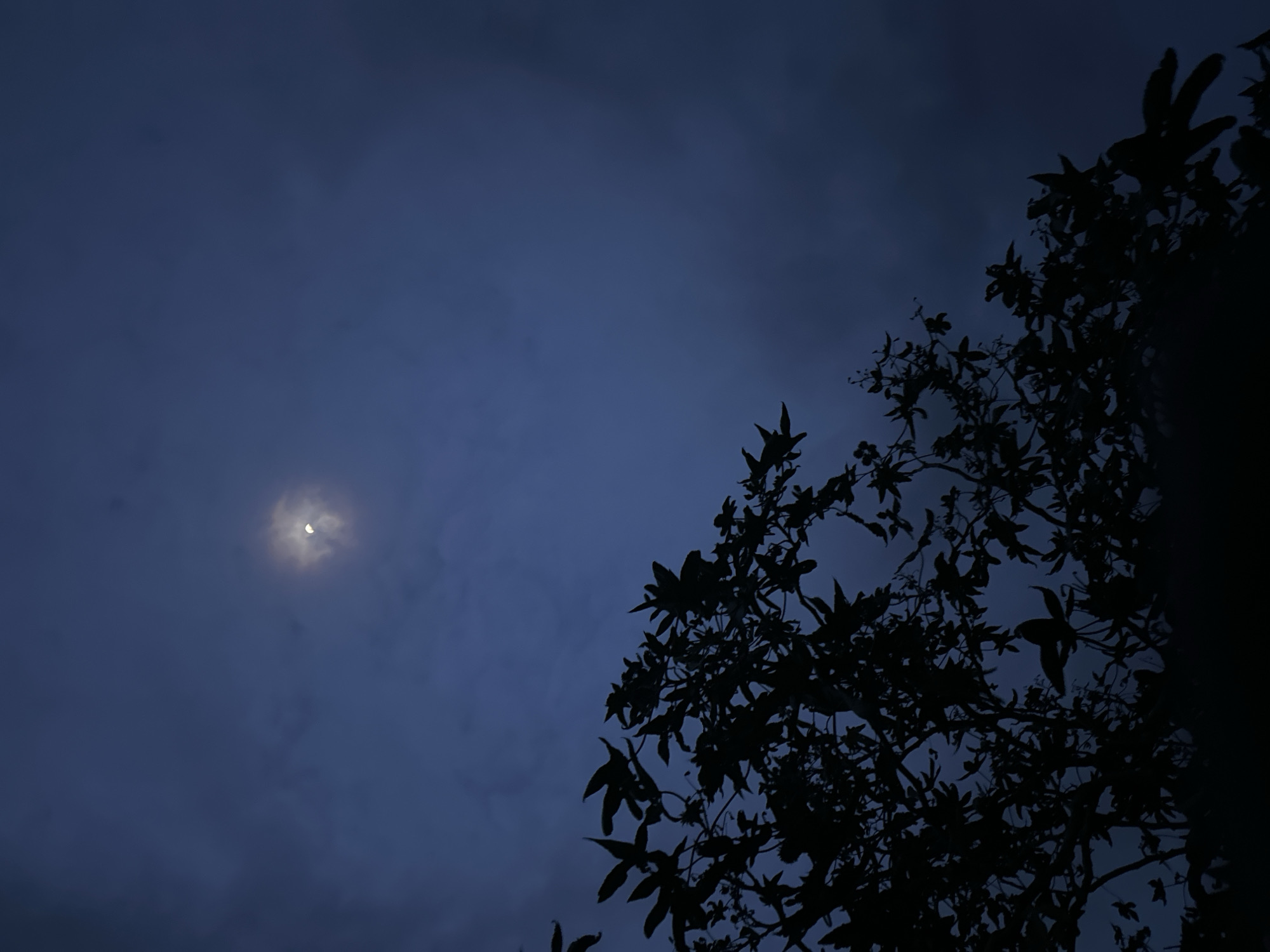 The image presents a serene night sky over Bar Gada, Nigeria, characterized by deep blue and purple tones. Wispy clouds are scattered across the sky, partially obscuring a bright crescent moon located in the upper-left portion of the frame. A soft glow emanates from around the moon, illuminating the thin cloud cover immediately surrounding it. On the right side, extending from the top to the bottom, is the stark silhouette of a tree. Its branches, laden with discernible leaves, create a dark, intricate pattern against the lighter sky, suggesting the scene is captured at night or during very late twilight. No human activity or specific event is taking place, and there are no visible people or text. The scene evokes a tranquil and atmospheric mood.