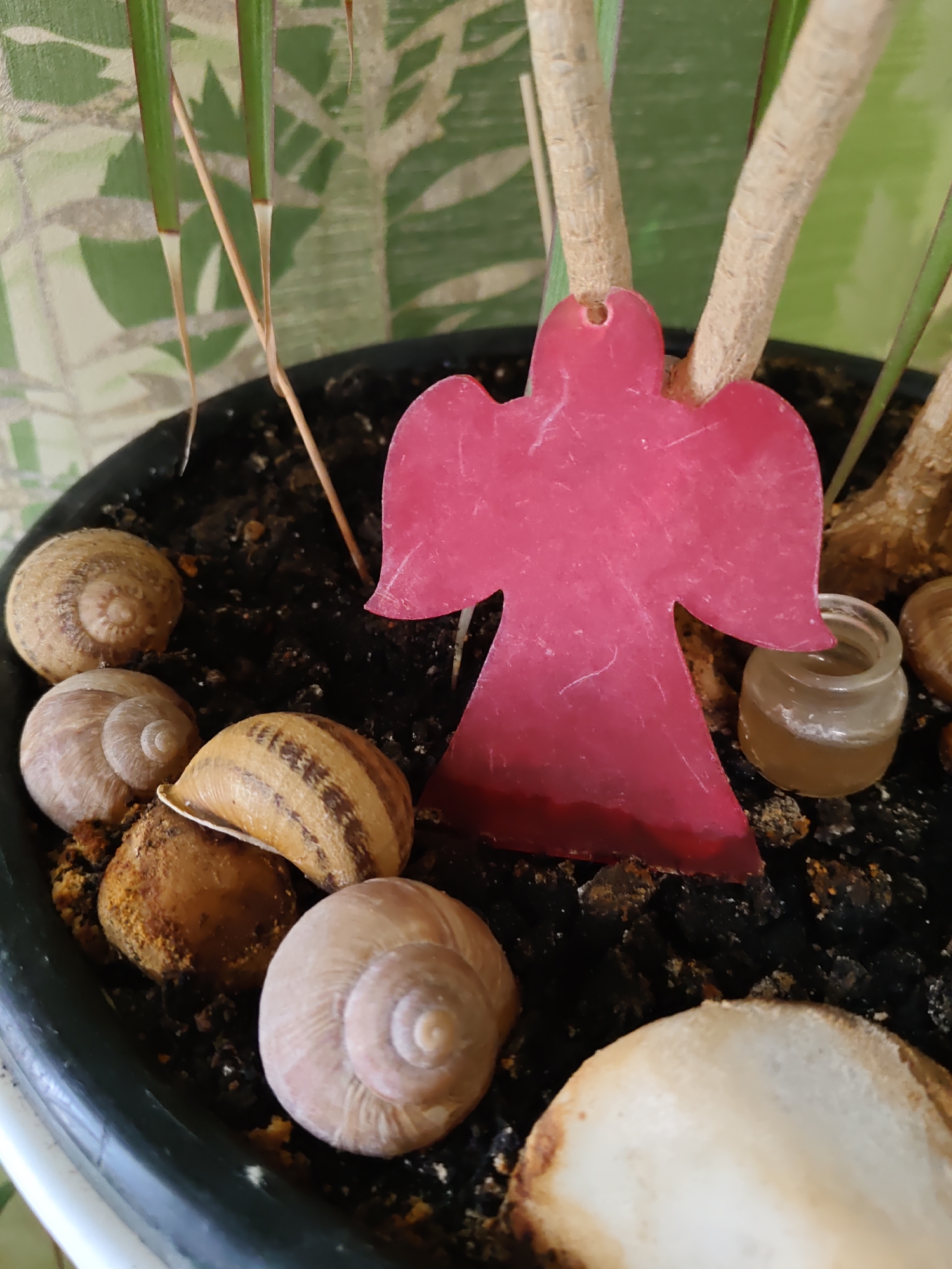 The image shows a close-up of a potted plant with several snail shells and a pink angel ornament in the soil. The plant has thick, light brown stems and thin, green leaves with red edges. The snail shells are various sizes and colors, with some showing distinct spiral patterns. The angel ornament is flat and heart-shaped with wing extensions, hanging from one of the plant's stems. A tiny glass jar with a yellowish liquid is also visible near the ornament. The background is out of focus but appears to be a patterned wall with green and white motifs. The scene is set in a domestic environment. This image is not specific to Rostov-on-Don, Russia, as there are no discernible landmarks or contextual clues to indicate its location.