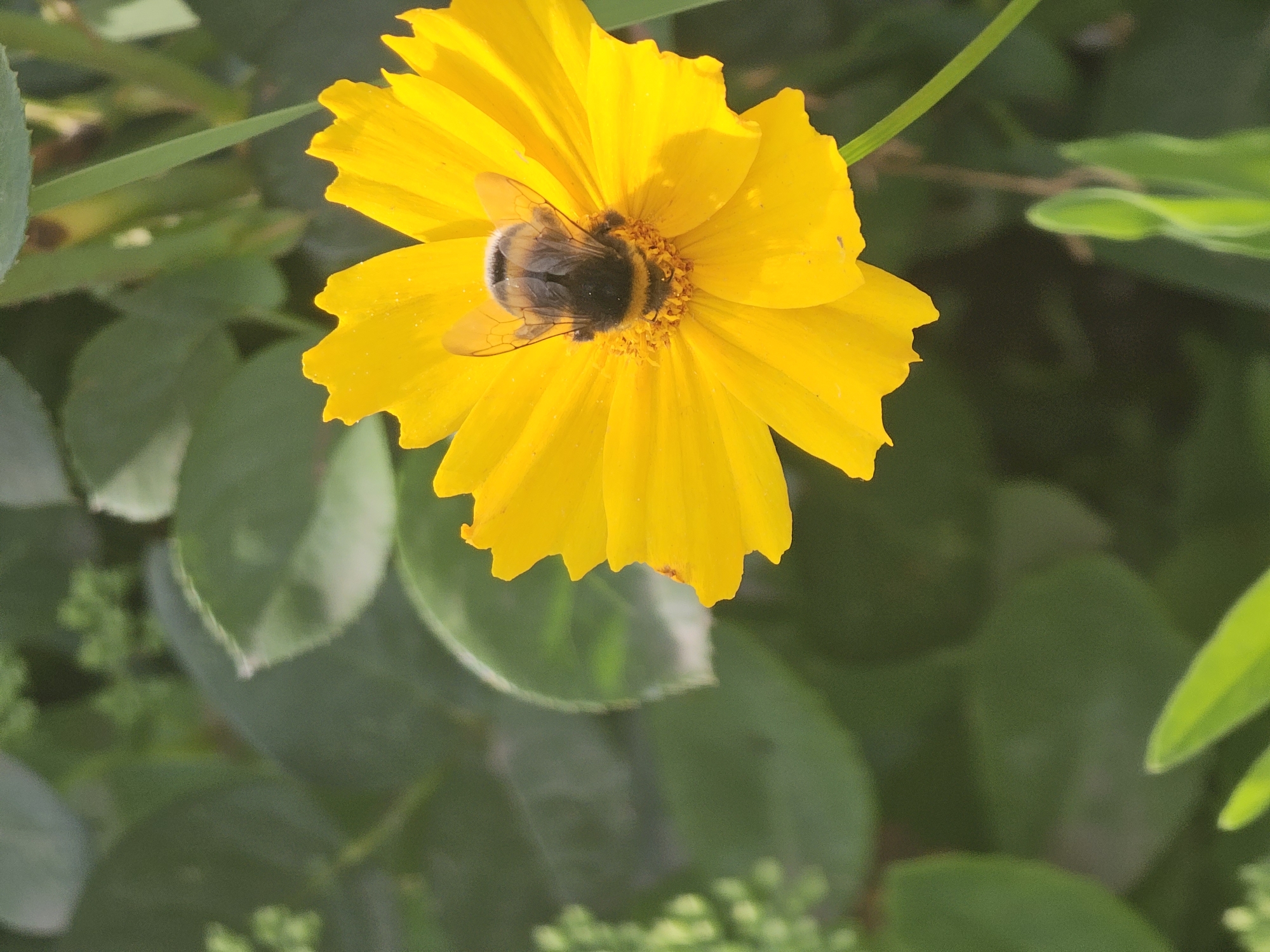A bumblebee is perched on a bright yellow flower, its body mostly hidden as it feeds. The flower has many delicate petals. The background consists of blurred green foliage, suggesting an outdoor setting in a natural environment. There is no visible indication of the city of Khimki, Russia.