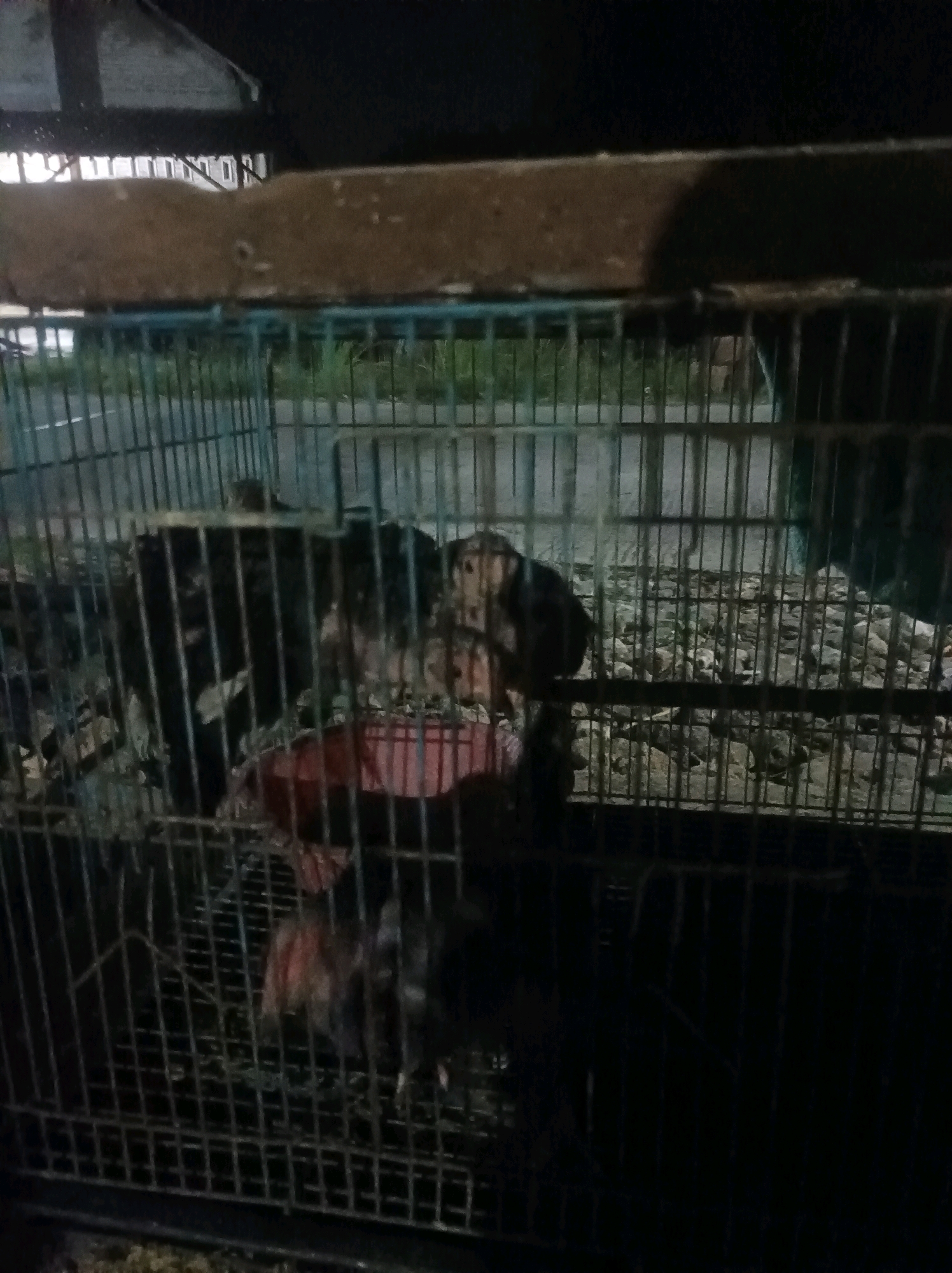 A grainy, low-light image shows several live chickens in a metal cage. The cage is dark, with a brown wooden beam running horizontally across the top. The chickens are of various colors, including black and brown. One chicken appears to be partially submerged in a red feeding trough. The ground within the cage is covered with debris, possibly food scraps and straw. In the background, out of focus, a building with white horizontal elements and a dark roof is visible, suggesting an outdoor setting. The overall impression is of a rustic, possibly rural, environment in Canga'an, Indonesia.