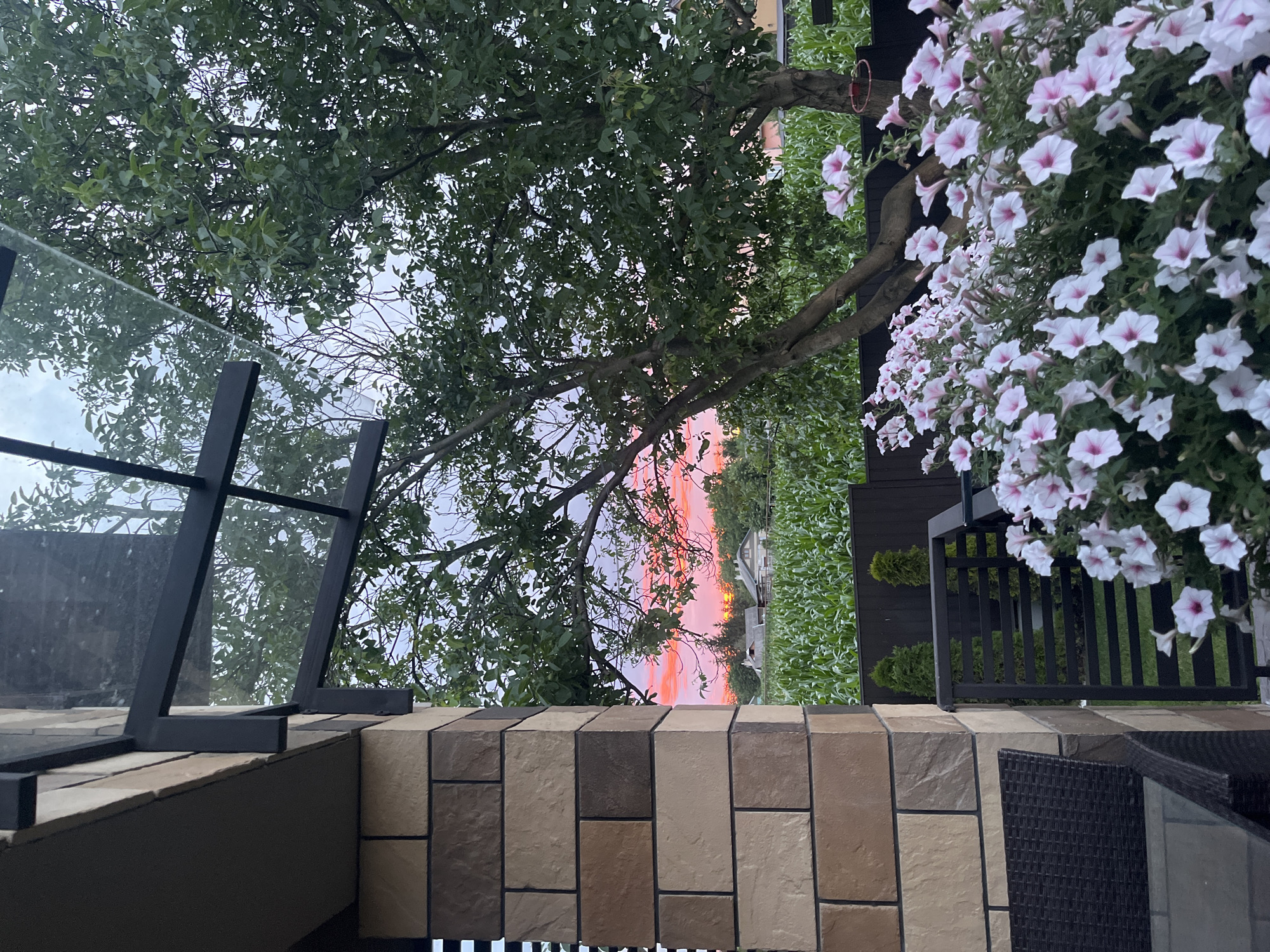 The image depicts a view from a covered patio with a tiled column and a glass awning. In the foreground, a cluster of pink and white petunias is in bloom. Beyond the patio, a dark wooden fence encloses a field of green corn stalks. Two small evergreen trees are visible behind the fence. In the background, houses with pitched roofs are nestled among lush green trees. The sky displays a vibrant sunset with hues of pink and orange. The location is identified as Koroviia, Ukraine.