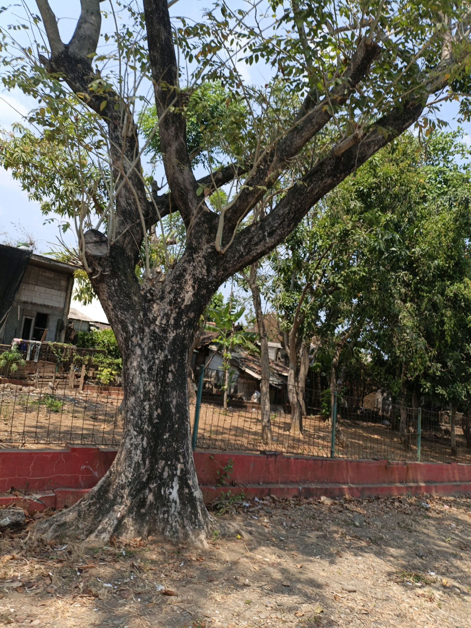 The image depicts a large tree with a thick, textured trunk and exposed roots in the foreground. Its branches extend upwards and outwards, partially obscuring the bright sky and some green foliage. In the background, there are several structures that appear to be simple houses or shacks with corrugated metal roofs. A wire fence runs horizontally across the middle ground, separating the foreground from the background. A red-painted wall runs along the bottom of the fence. The ground is covered with dry leaves, dirt, and some scattered debris. The overall scene suggests a rural or semi-urban environment. The presence of a large tree and the style of the houses are consistent with many areas in Jepara, Indonesia, known for its coastal villages and traditional architecture.