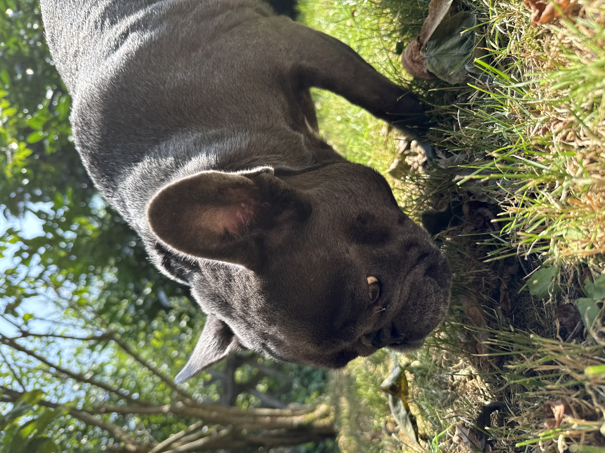 A French bulldog is pictured in close-up, its head bent low as it sniffs the grassy ground in a garden. The dog has dark gray fur and large, prominent ears. Sunlight filters through the leaves of trees in the background, creating a dappled effect on the grass. The scene is set in an outdoor environment, likely a backyard, with fallen leaves scattered on the ground amongst the green grass. The specific location in Bad Sachsa, Germany, is not visually determinable from the image alone.