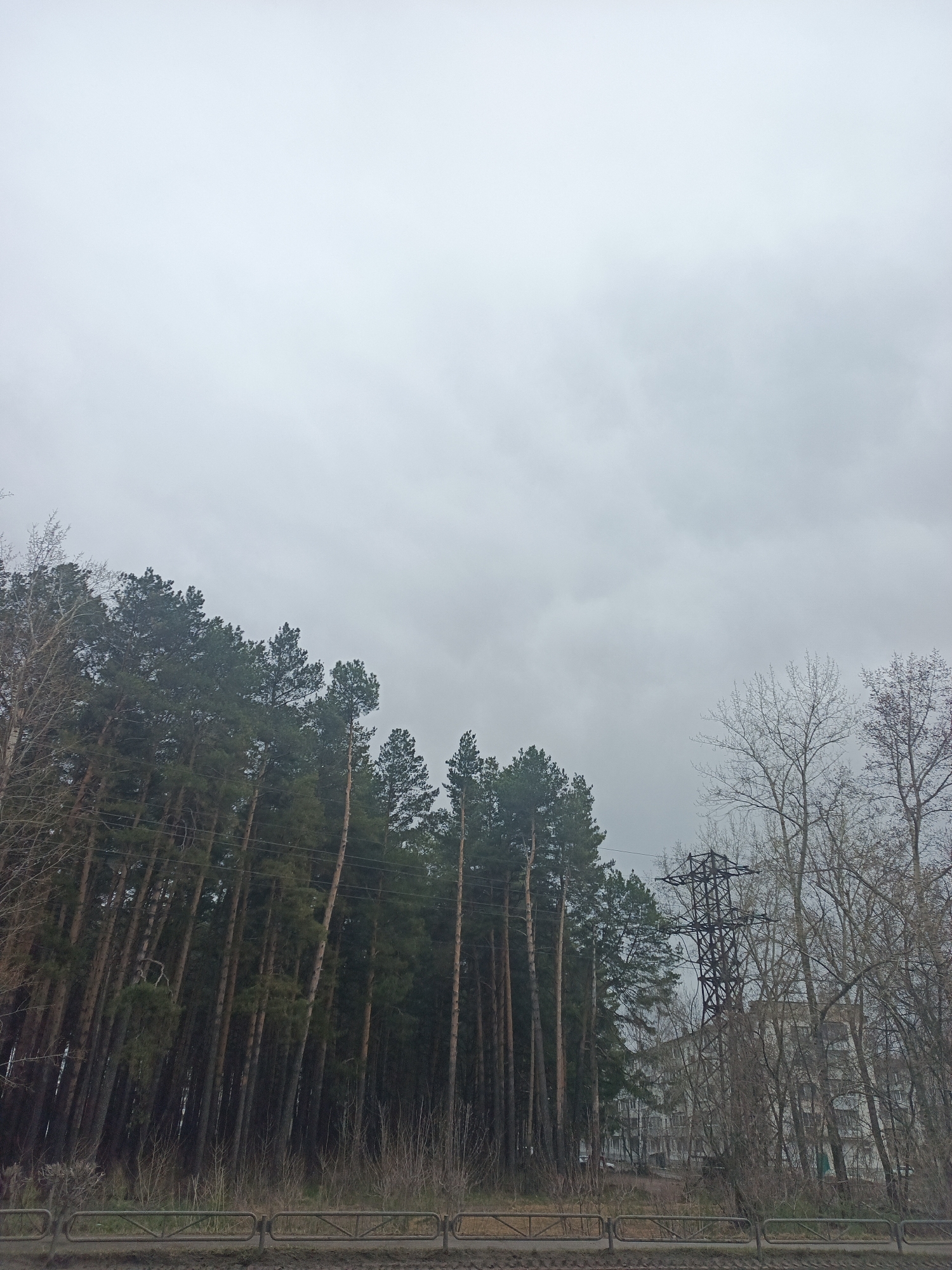 This image captures an overcast daytime scene in Chaikovsky, Russia, showcasing a natural landscape merging with urban infrastructure. The sky is uniformly light grey and heavily clouded, dominating the upper half of the frame and suggesting dull weather.
On the left side, a dense stand of tall, dark green coniferous trees, likely pines, rises from the mid-ground, their trunks visible through sparse, dry undergrowth at their base. Some leafless deciduous trees with bare branches are present on the far left, bordering the pine forest. Faint power lines can be seen running horizontally through the trees.
To the right, a cluster of bare deciduous trees with intricate branch patterns stands prominently. Through these trees, a dark, lattice-structured electricity pylon is visible, and further in the background, a multi-story apartment building can be seen peeking out, indicating an urban setting adjacent to the forest.
In the foreground, a low metal barrier or fence with horizontal rails stretches across the bottom of the image. Below the fence, the ground appears muddy or dirty, characteristic of an unpaved area or roadside.
The scene is static, with no people or discernible activities. The overcast conditions and bare trees evoke a subdued atmosphere, suggesting a time of year such as late autumn, winter, or early spring. No text is visible in the image.