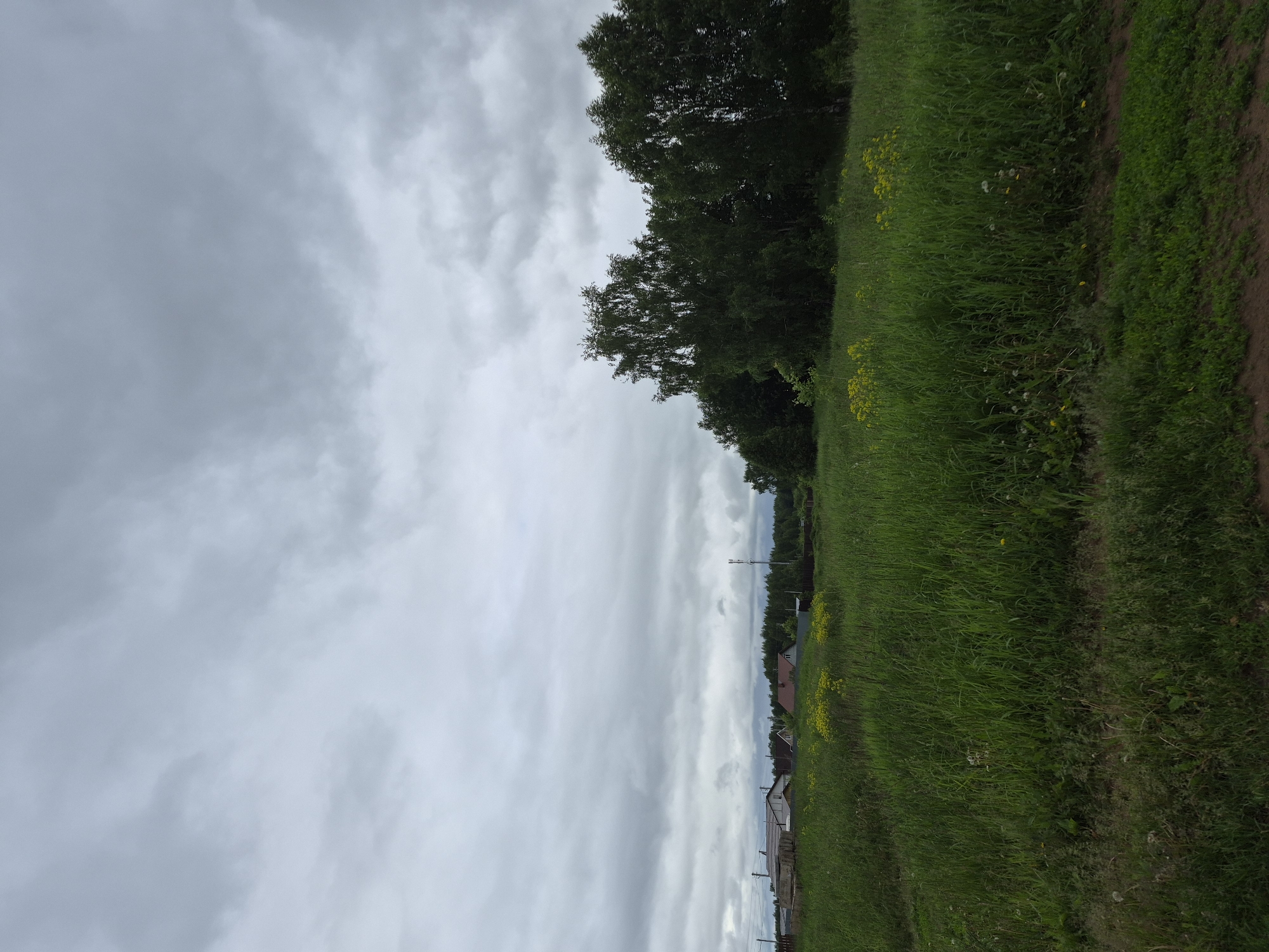 The image depicts an expansive, overgrown field under an overcast sky in the city of Unknown, Unknown. The sky is uniformly covered with thick, grey clouds, suggesting dull or impending rainy weather. In the distant background on the left, several residential structures with varied roof colors (grey and reddish-brown) are partially visible, partially obscured by trees. A slender utility pole or cell tower rises above the horizon in the distant center-left. A dense line of dark green deciduous trees forms a prominent boundary in the background, extending from behind the structures on the left to the right edge of the frame. The midground and foreground are dominated by tall, verdant green grass, indicating lush growth. Patches of vibrant yellow wildflowers are interspersed throughout the tall grass, particularly in the mid-left and mid-right areas. A brownish dirt track or unpaved path is visible along the immediate foreground, running horizontally across the bottom of the frame. No individuals, animals, or active events are present in the scene.