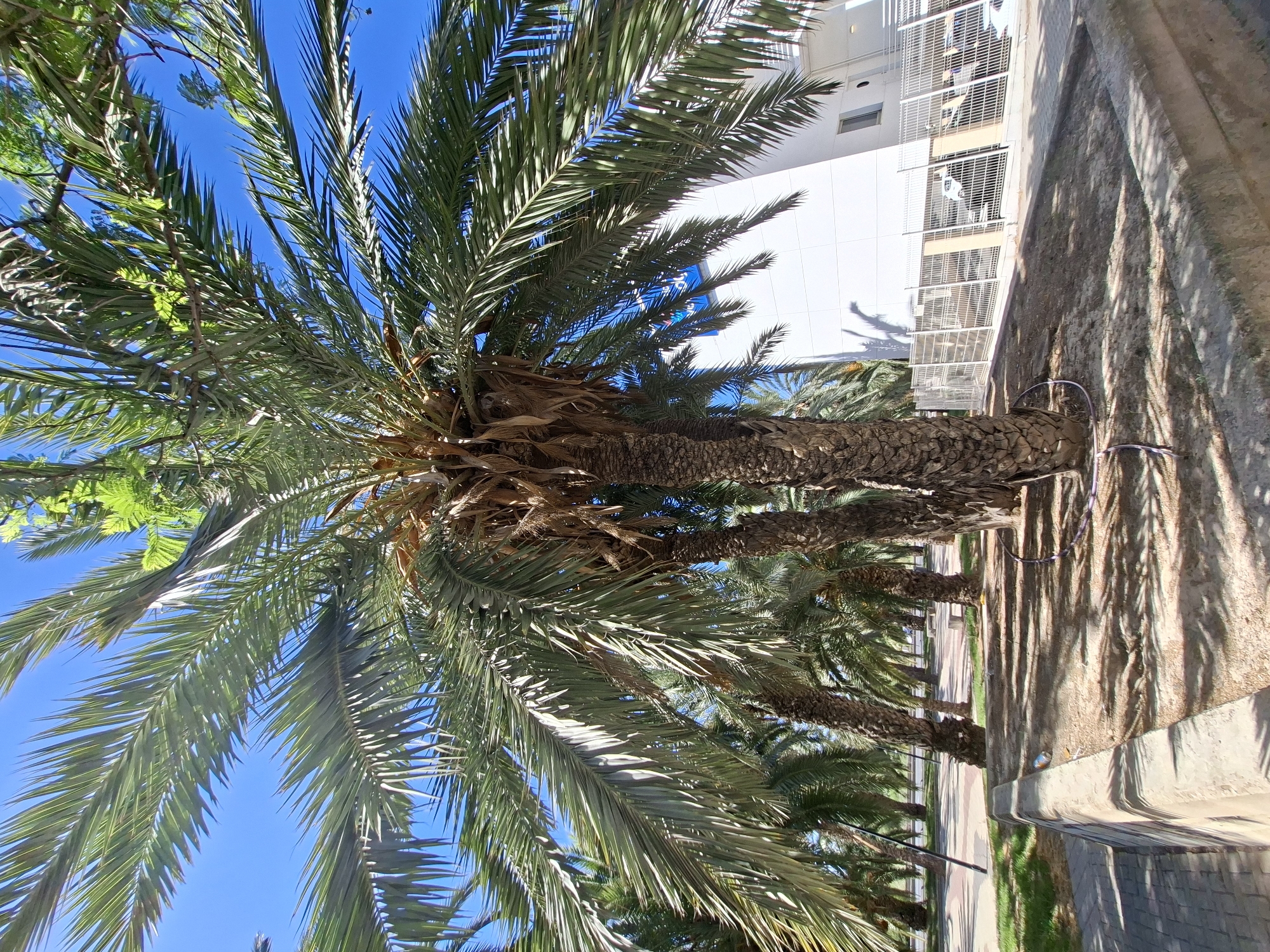 A low-angle, wide shot captures a row of palm trees against a bright blue sky in Alicante, Spain. The foreground features a concrete planter box containing dry soil and the base of a large palm tree. A thin, dark hose is coiled on the ground in front of the planter. The middle ground shows the rough, brown bark of the palm trees, their long, green fronds extending outwards and upwards, casting dappled shadows on the ground. Behind the trees, a modern white building with a blue sign is visible, as is a white metal fence enclosing a parking area with several cars. The background is dominated by the clear blue sky. The scene appears to be a public space, possibly a park or a street lined with palm trees.