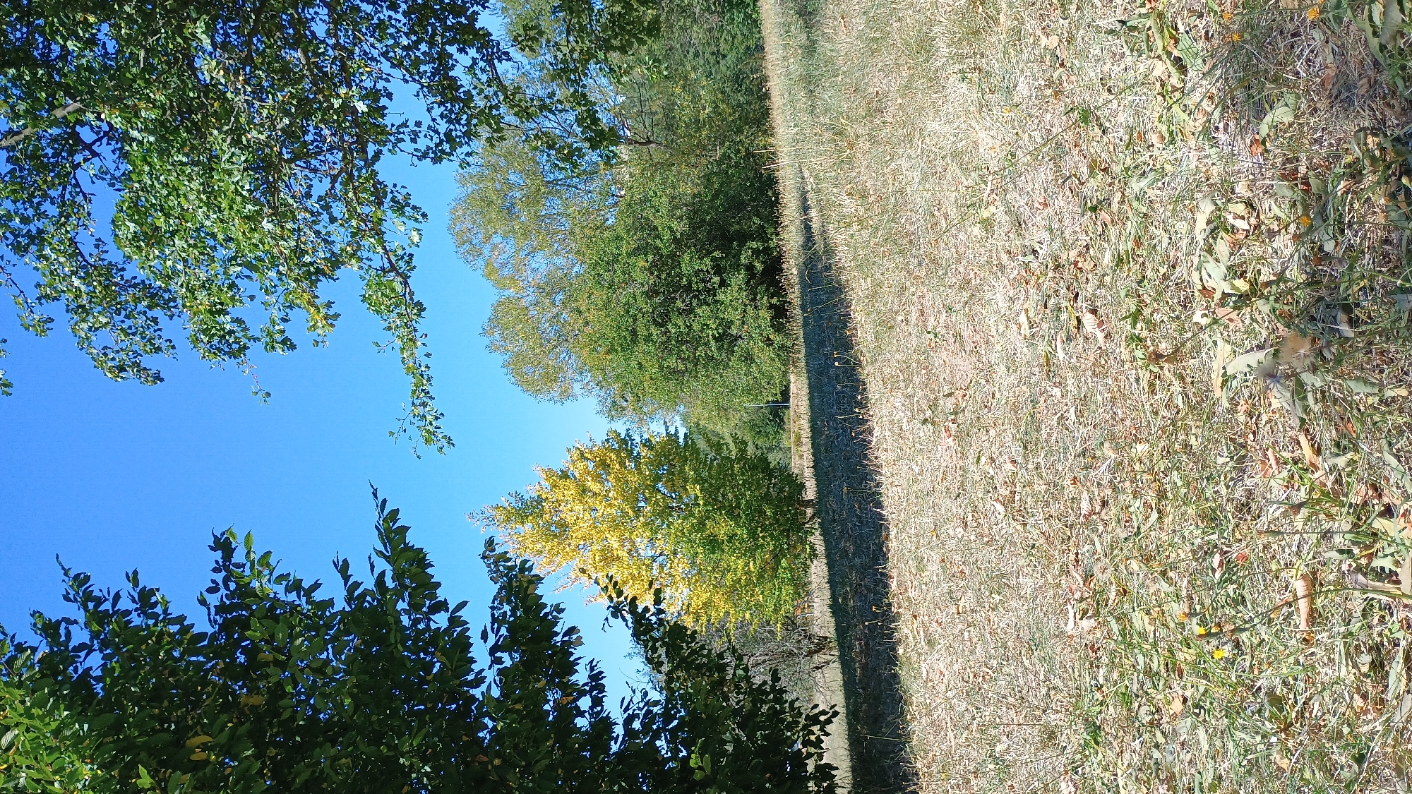 A bright, sunny day is captured in this vertical, eye-level shot of a park or natural area. The foreground is dominated by dry, yellowish grass and fallen leaves, indicating a late summer or early autumn setting. A few small, yellow wildflowers are scattered amongst the dry vegetation. In the middle ground, a prominent tree displays a vibrant gradient of color, with its upper leaves a bright yellow and its lower leaves a mix of yellow and green. To the right of this tree, a denser cluster of trees with lush green foliage forms a backdrop. The background consists of a dense line of trees receding into the distance, and above it all, a clear, cloudless bright blue sky. The scene is framed by the dark green foliage of trees in the upper left and upper right corners, creating a natural border. The lighting suggests a time of day when the sun is high, casting distinct shadows across the grassy area. There are no people or animals visible in the image. The setting is consistent with an outdoor recreational area or a natural landscape, possibly within or on the outskirts of Sokolov, Czechia.