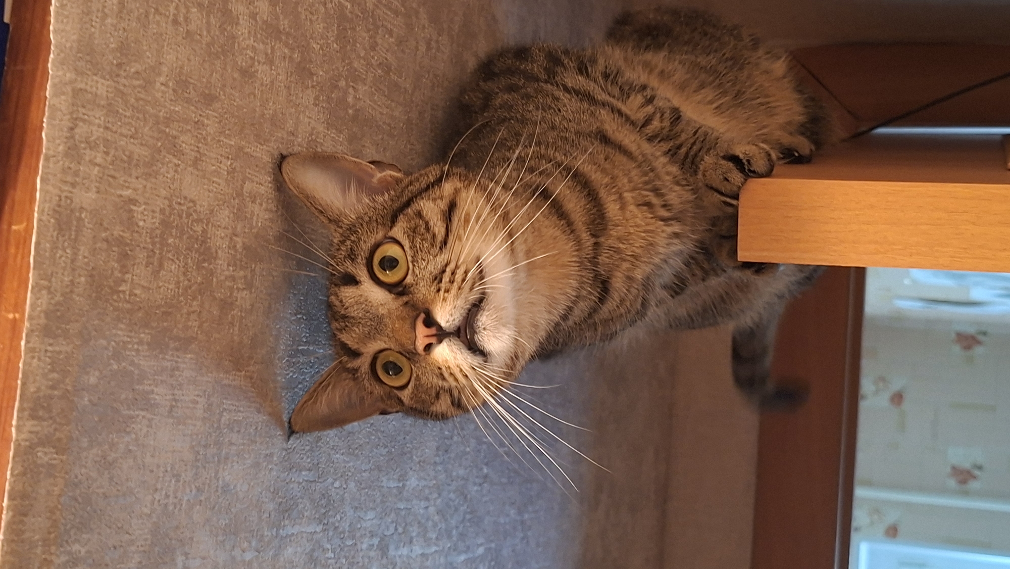 A tabby cat is perched on a wooden beam, its body mostly hidden as it peeks out from a small opening in a textured ceiling. The cat's head is tilted upwards and to the left, with wide, yellow eyes and a slightly open mouth, suggesting it is observing something above. Its whiskers are prominent, fanning out from its nose. The ceiling appears to be made of a material resembling plaster or a similar textured finish, with a wooden trim visible at the top of the image. Below the cat, a wooden structure, likely part of furniture or a shelf, supports its paws. The background shows a blurred interior with wallpaper featuring a floral pattern. The lighting suggests an indoor setting. The image was captured in Myadzyel, Belarus.