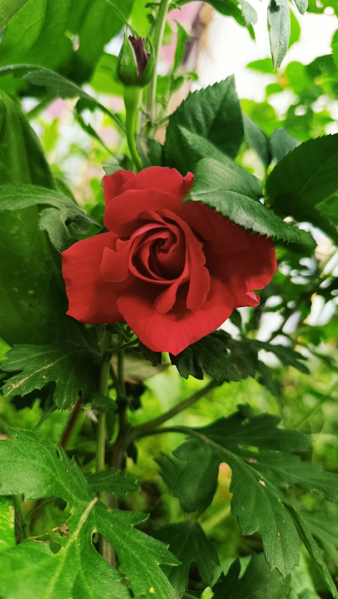 A close-up shot captures a vibrant red rose, its petals unfurling in a spiral pattern, nestled amongst lush green foliage. A dark red rosebud, hinting at future blooms, is visible in the upper left corner, connected to the main flower by a slender stem. The background is a soft blur of green and lighter hues, suggesting an outdoor, natural setting. This image was captured in the city of Karsha, Russia.