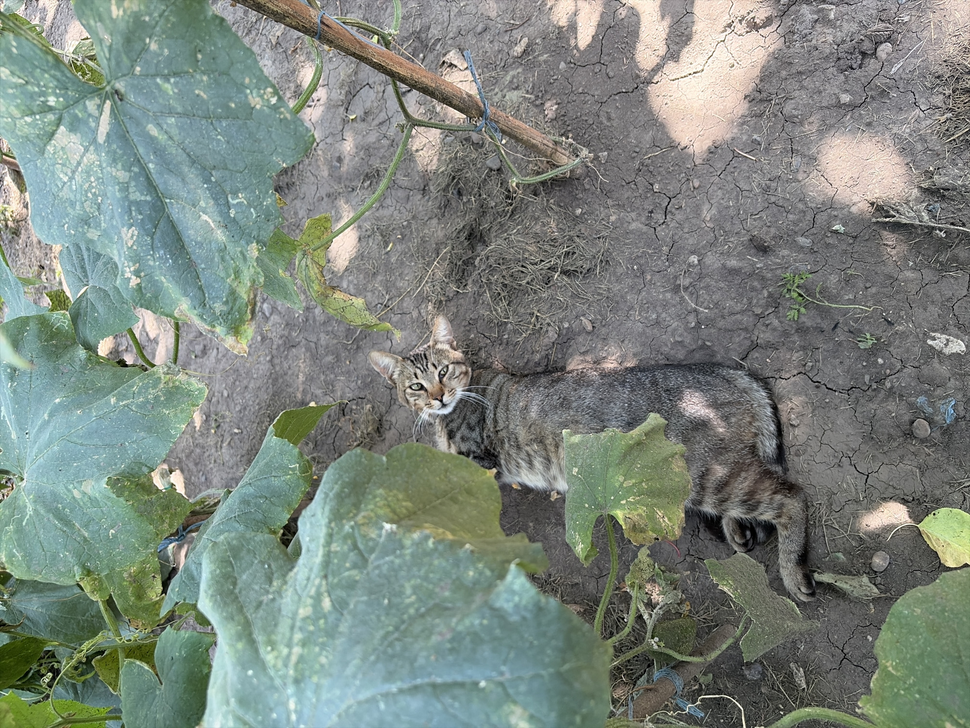 A tabby cat is lying on its back on dry, cracked earth under the shade of large green leaves. The cat is positioned in the center of the frame, with its paws in the air. Its fur is a mix of gray, brown, and black stripes. The environment appears to be a garden or a field, with a wooden stake and some dried grass visible. The lighting suggests it is daytime, with shadows cast by the foliage. There are no people or any other visible subjects in the image.