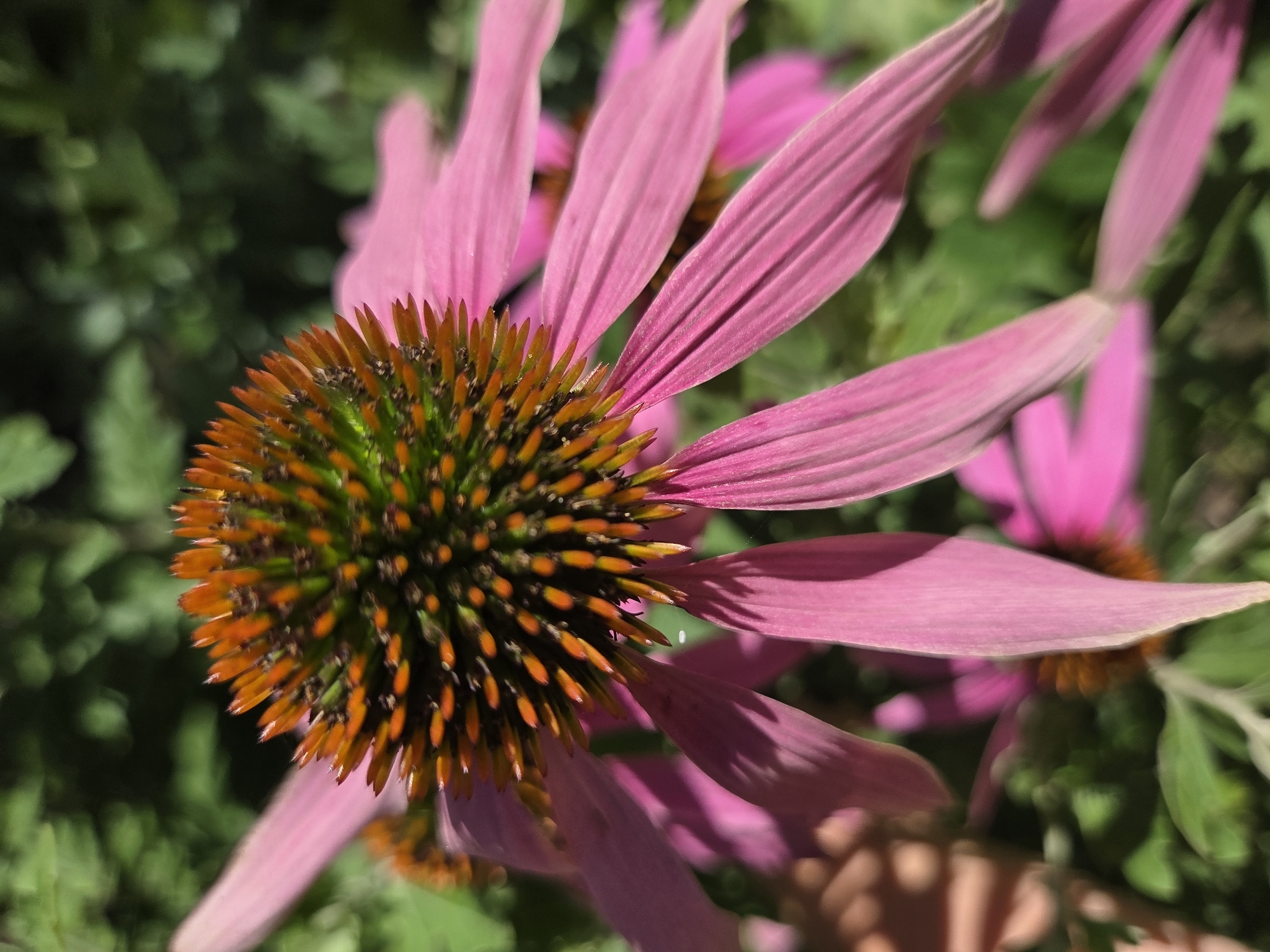 The image shows a close-up of a pink coneflower (Echinacea) in bloom. The flower's central cone is prominent, featuring green hues at its base transitioning to spiky orange and brown florets at the top. The delicate pink petals droop slightly, revealing their ribbed texture and subtle shadow patterns. In the blurred background, other coneflowers and green foliage are visible, suggesting a garden or natural setting. There is no discernible connection to the city of Ulyanovsk, Russia.