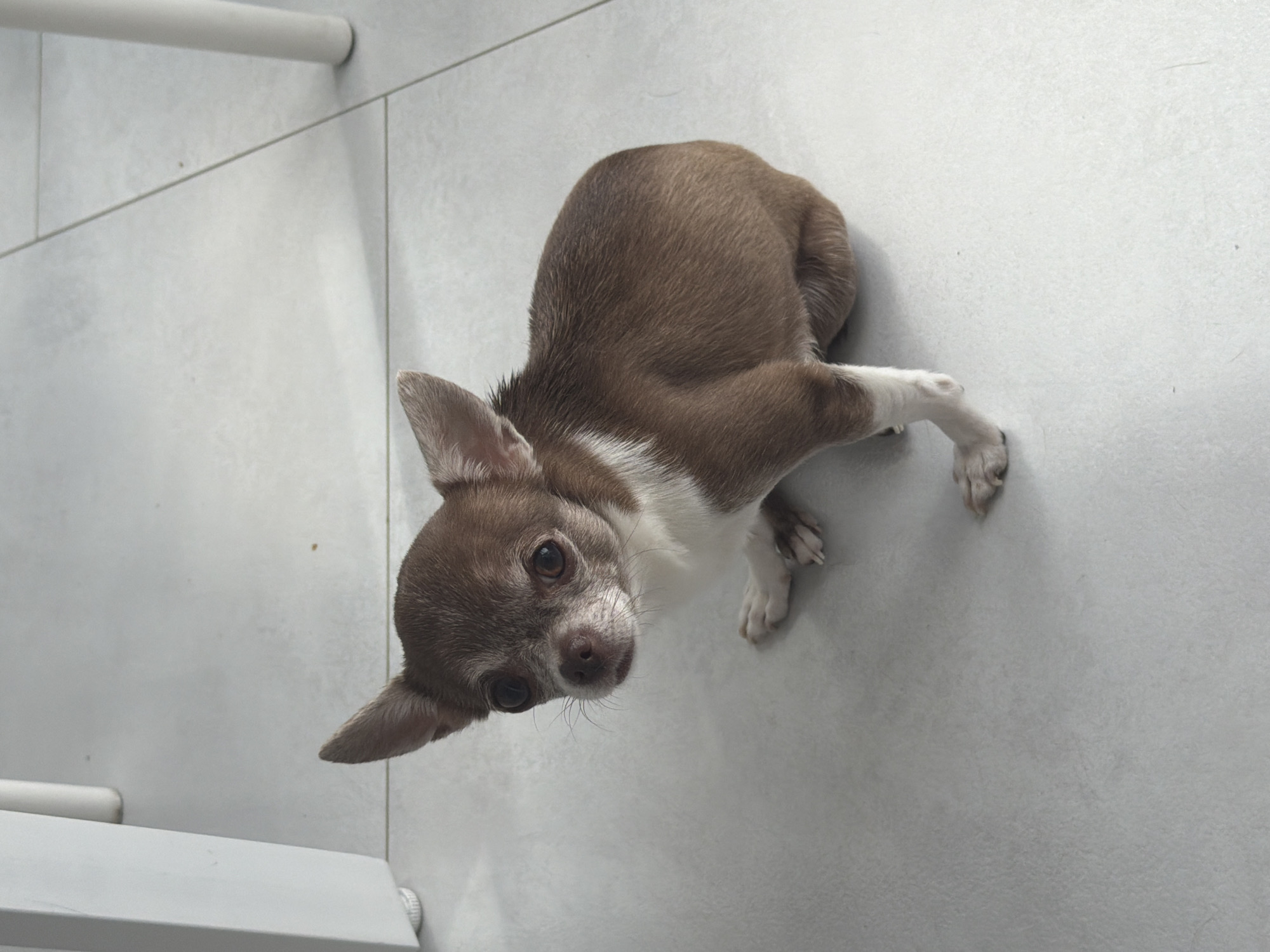 A brown and white Chihuahua is sitting on a light gray tiled floor. The dog is facing towards the viewer with its head tilted slightly to its left. It has large, dark eyes and prominent ears. The dog's body is mostly brown with a white chest and white markings on its front legs. Its tail is curled around its body. In the background, the legs of a white table or chair are visible on the left and right sides of the image, also positioned on the same tiled floor. The lighting suggests an indoor environment, possibly a home or a commercial space. There is no visible indication of the city of Бордуки, Russia in the image.