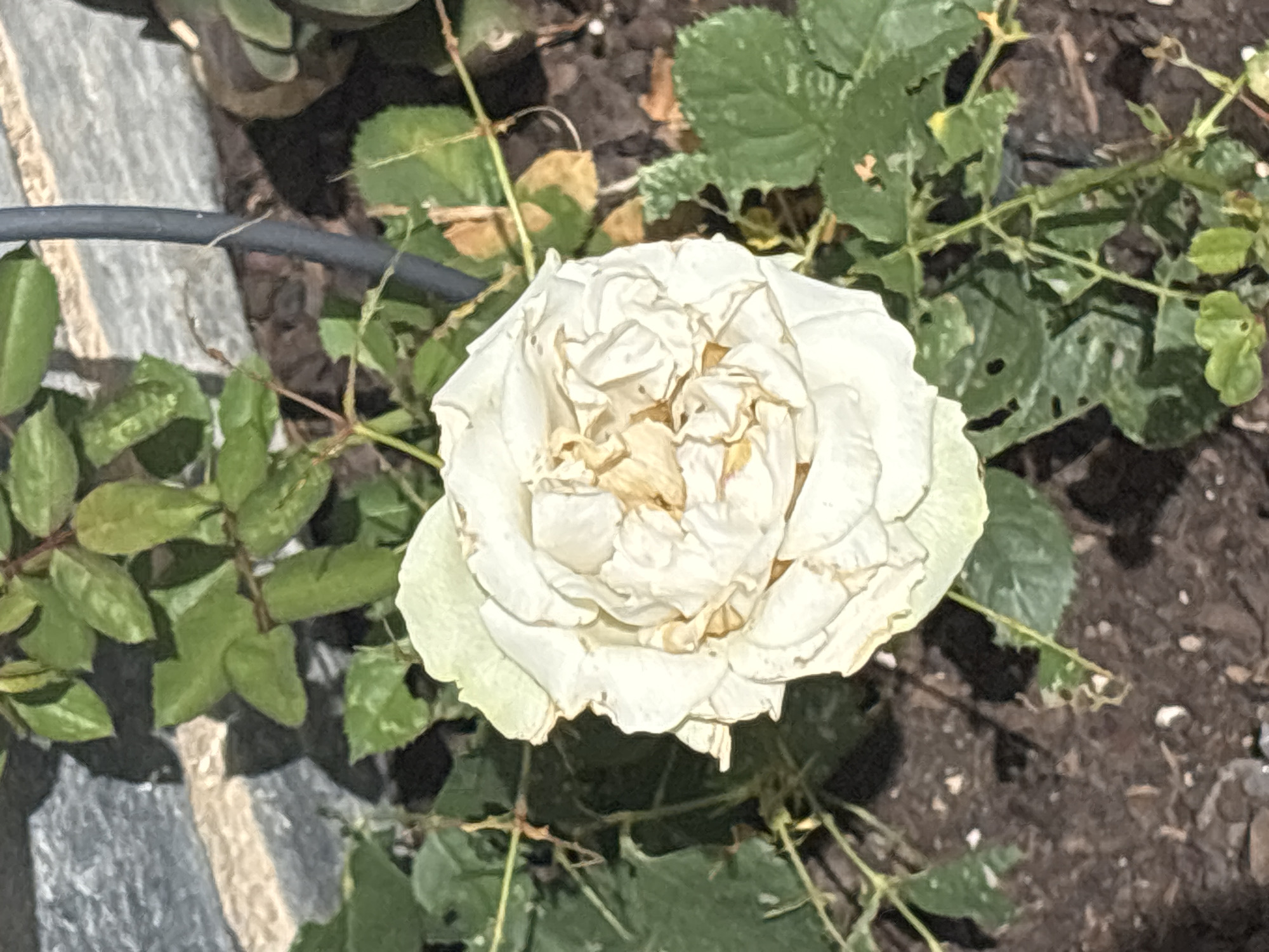 A close-up, eye-level, outdoor shot shows a single, fading white rose in the center, with its petals slightly curled and tinged with yellow. Green foliage surrounds the flower, with some leaves showing signs of wilting or damage. In the background, a textured gray brick wall is visible on the left, casting shadows. A dark vertical pipe or stake runs along the right side of the frame. The ground beneath is covered in dark soil and mulch. The lighting suggests it is daytime, with harsh shadows.