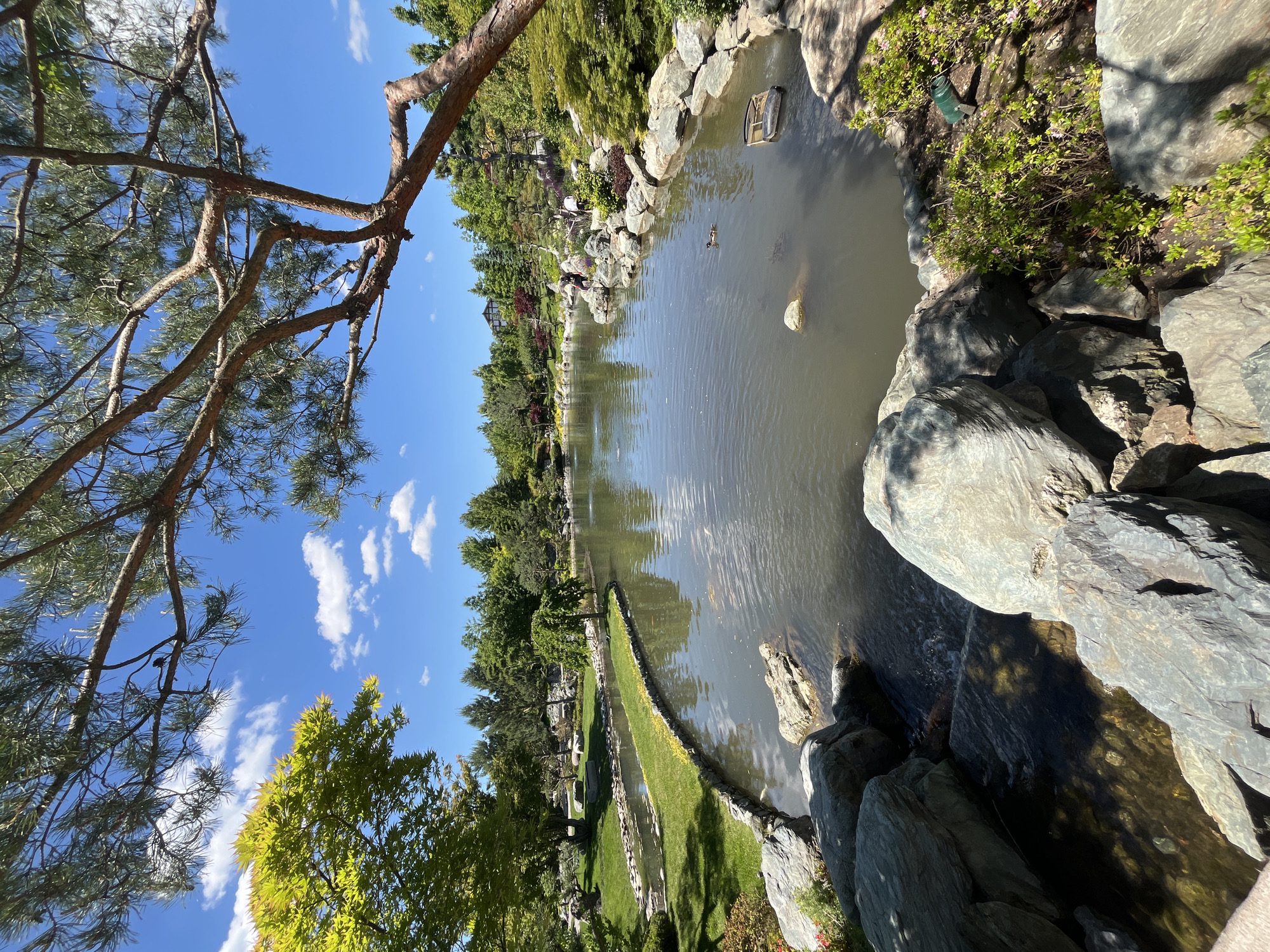 The image displays a tranquil garden scene centered around a large, calm pond under a clear blue sky with scattered white clouds. In the foreground, the branches and needles of a pine tree extend from the upper left, partially framing the view. The pond's edges are intricately lined with various large, grey rocks, some partially submerged in the water.
A small wooden structure, possibly a feeder or boat-like ornament, floats near the right bank of the pond, and a duck swims leisurely in the water. Further along the opposite bank, lush green grass slopes gently towards the water, bordered by a low stone wall. A variety of trees, including evergreens and deciduous species with bright green leaves, populate the garden surrounding the pond. In the background, nestled among the trees, a building with a multi-tiered roof, reminiscent of East Asian architecture, is visible.
The scene is brightly illuminated by sunlight, casting distinct shadows on the rocks and reflecting off the water's surface, indicating a clear, sunny day, likely mid-morning or early afternoon. The overall impression is one of peace and carefully curated natural beauty. There are no people visible, and no text is present in the image. The location is Krasnodar, Russia.