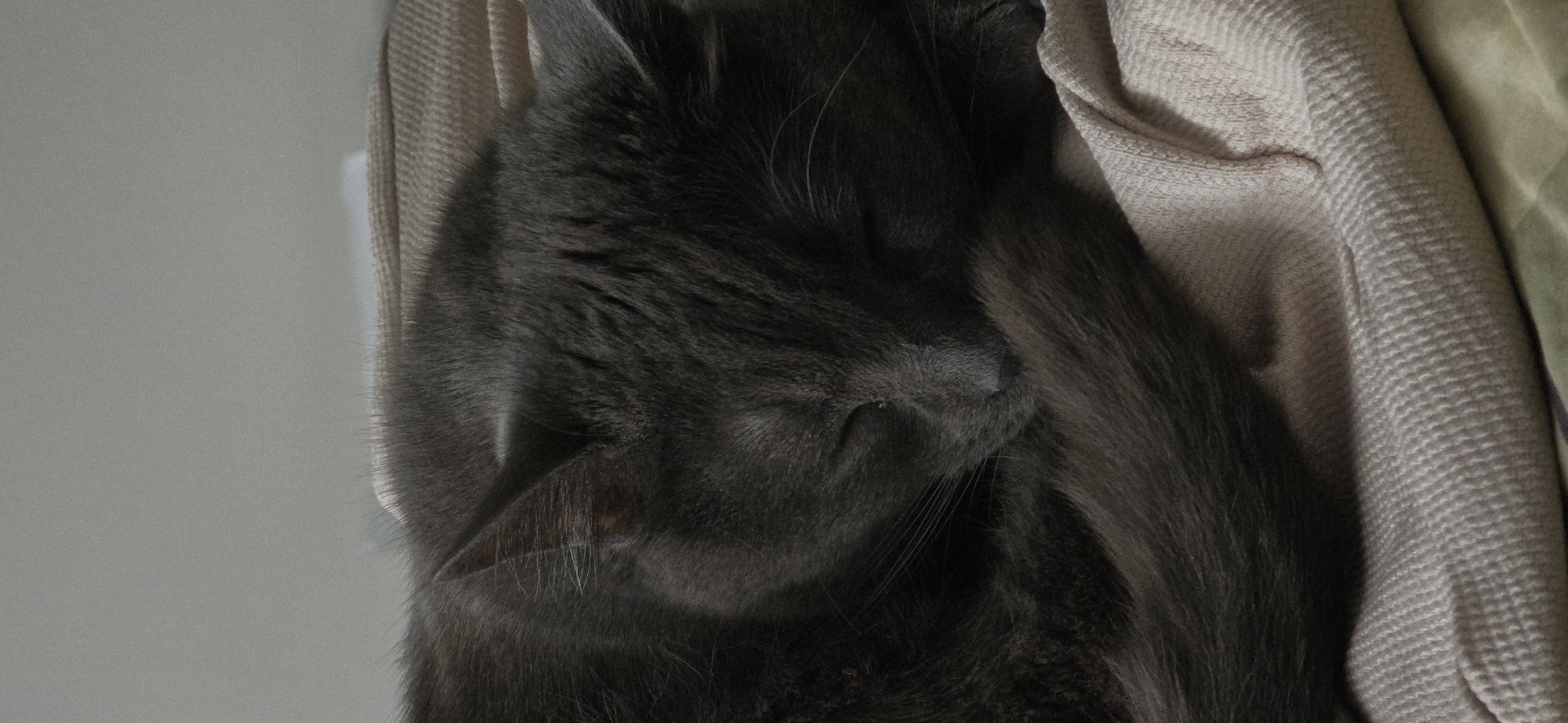 A grey cat is curled up asleep on a beige textured blanket. The cat's eyes are closed, and its tail is wrapped around its body. The background is a plain grey wall. The scene is indoors and appears to be a home environment. There is no information about the city of Vratsa, Bulgaria, within the image.