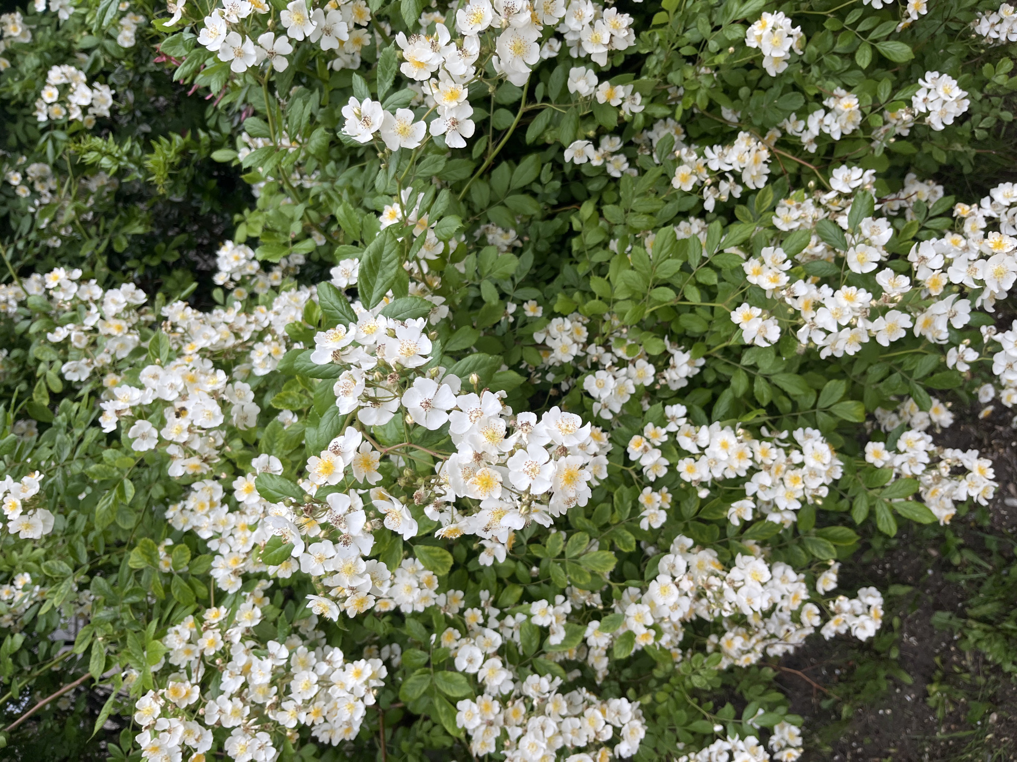 The image is a close-up, top-down view of a dense bush covered in small white flowers with yellow centers, interspersed with green leaves. The flowers are clustered together in sprigs, some with five petals, and others appearing as a mass of smaller white petals. The foliage is lush and green, creating a textured background for the blooms. The ground, visible in the lower right portion of the image, appears to be dark soil with some scattered green elements, suggesting an outdoor garden setting. The lighting appears to be natural daylight, but the specific time of day is not discernible. There are no people or animals visible in the image, and no text is present. The overall impression is one of abundant flowering growth. Given the location context of Kaliningrad, Russia, this scene likely depicts a common flowering shrub or climbing plant in a garden or natural area during its blooming season, likely late spring or summer. The density of the flowers suggests a healthy and vigorous plant.