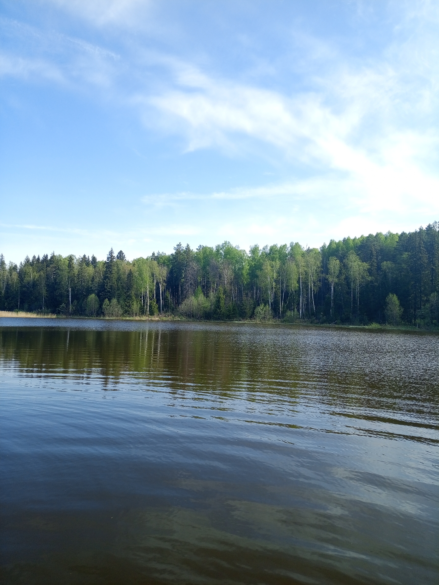 The image shows a lake surrounded by a forest under a blue sky with thin clouds. The water appears calm, reflecting the trees and sky. The forest consists of a mix of deciduous and coniferous trees. The image could be in Ural'skoe, Russia, due to the prompt. No people, specific objects, actions, or interactions are visible. The environment is a natural, serene setting.