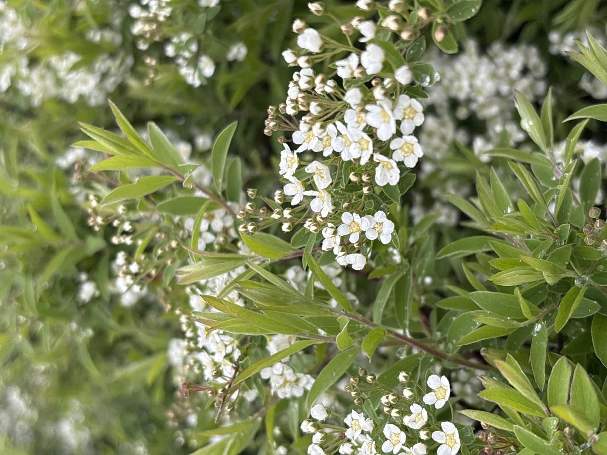 The image shows a cluster of white flowers and green leaves, likely from a flowering shrub. The scene is outdoors and appears to be a natural setting with other foliage in the background. There is no indication of the location being Perm, Russia, nor any indication of human presence or activity.