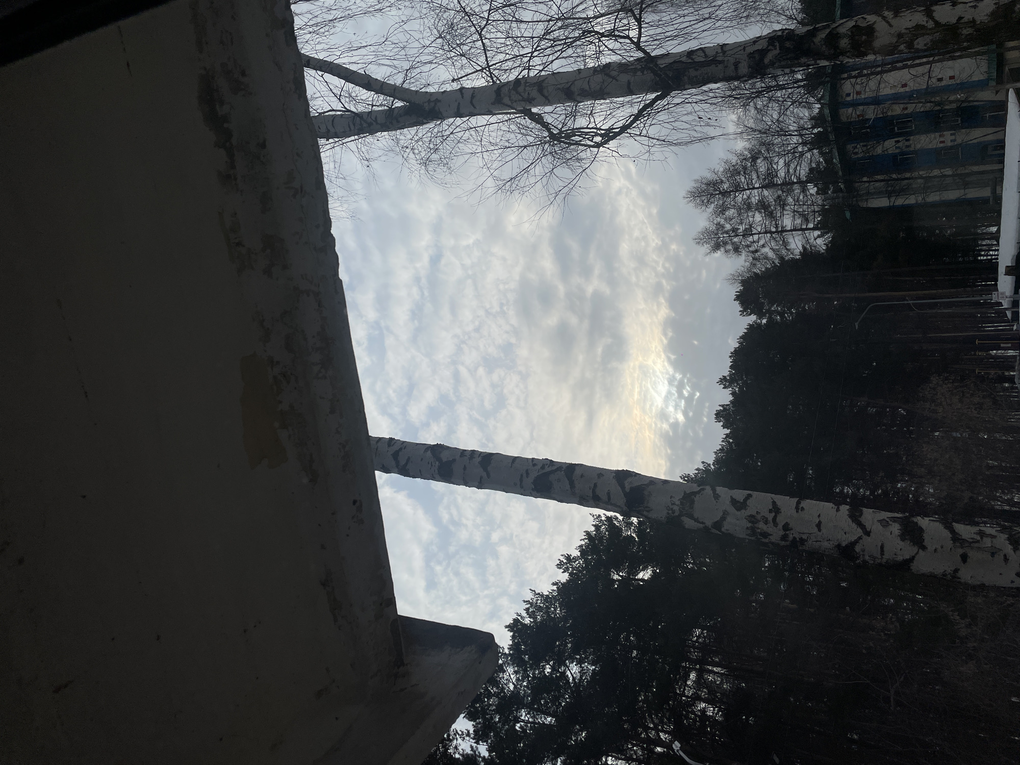 The scene, located in Chaikovsky, Russia, is observed from beneath a weathered concrete overhang occupying the upper portion of the frame. The sky is mostly covered by altocumulus cloud formations, with a low sun partially visible on the left, casting a diffuse light. Two prominent birch trees with characteristic white and black bark frame the view; the tree on the right is bare of leaves, indicating a cold season. A dense forest of dark evergreen trees occupies the mid-ground on the left and center. To the right, behind additional bare deciduous trees, an older multi-story building with vertical white and blue stripes is partially visible. The ground below the trees shows patches of snow. Streetlights are faintly discernible along what appears to be a road or path in the lower-left quadrant, amidst the trees. No individuals, actions, or specific interactions are depicted.