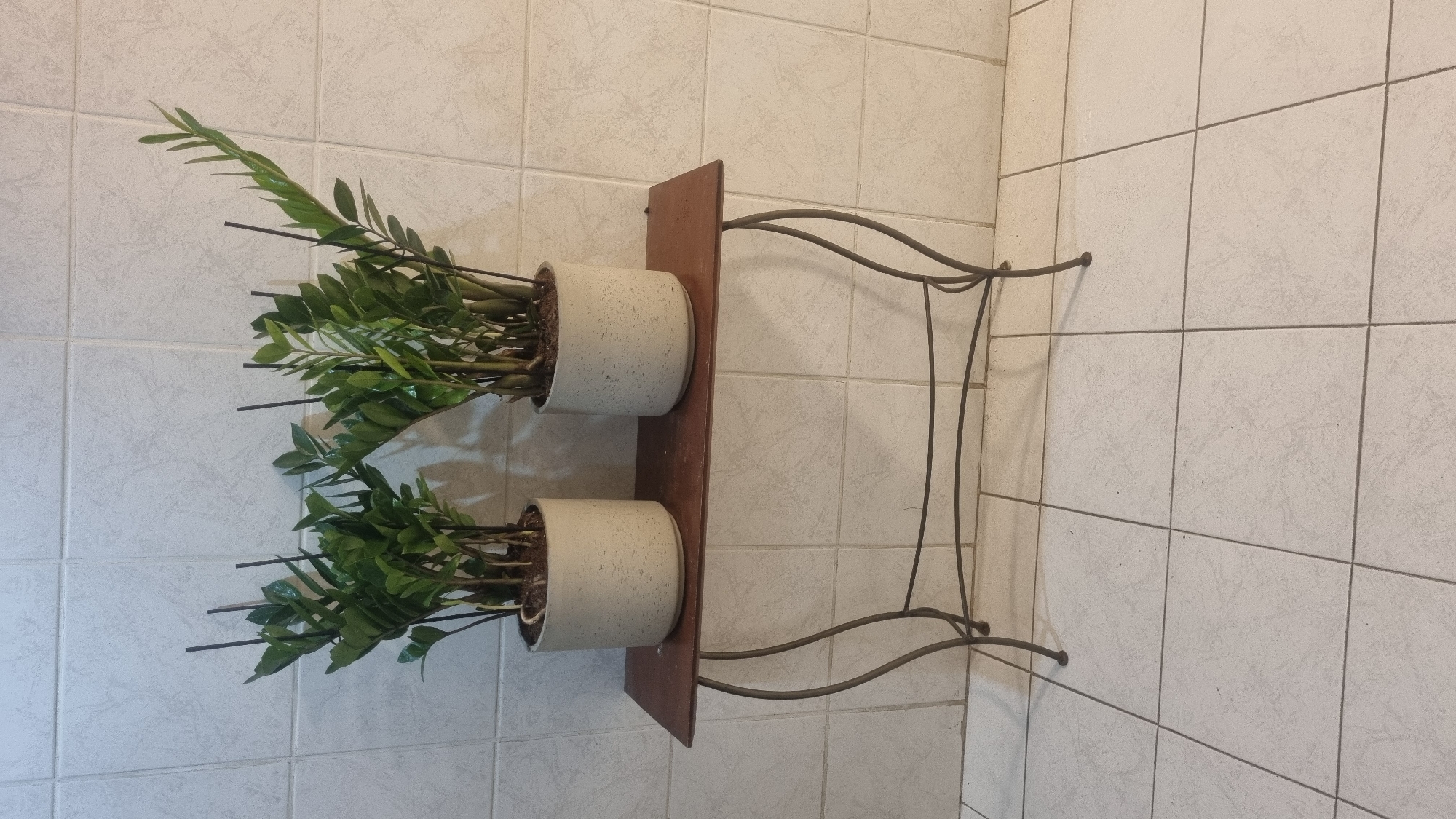 Two potted Zamioculcas zamiifolia plants, commonly known as ZZ plants, are placed on a small, dark brown, rectangular table with a metal base. The plants are in light gray, cylindrical pots. The table is positioned against a wall tiled with square, light-colored tiles. The floor is also tiled with square, light-colored tiles. The scene appears to be indoors, likely in a residential or office setting. The lighting suggests artificial light. There is no indication of the specific location within Tel-Aviv, Israel, beyond it being an indoor environment.