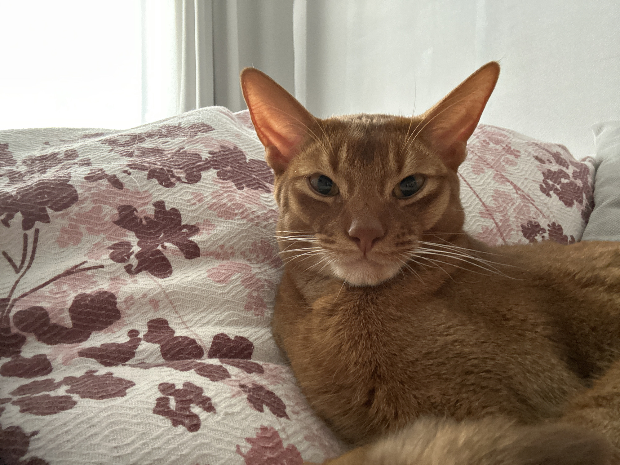 An orange or ginger-colored cat, likely an Abyssinian breed given its slender build and large, expressive ears, is the central subject of this close-up, eye-level shot. The cat has short fur with a subtle ticking pattern, greenish-yellow eyes that appear slightly narrowed, and prominent white whiskers. Its nose is a soft pink.
The cat is resting on a bed or sofa, looking directly towards the camera. It occupies the right side of the frame, with its head and upper body visible. The surface beneath the cat is a textured, crinkled bedspread or blanket adorned with a floral or botanical pattern. The pattern features abstract shapes in shades of muted pink, rose, and dark red or maroon against a white or off-white background.
In the background, a brightly lit window is visible, suggesting natural daylight. On the right side of the window, light-colored or white curtains are drawn. The setting is clearly indoors, likely a bedroom or living area. The cat appears calm and relaxed, conveying a sense of quiet contentment. No human subjects or visible text are present in the image. The location context for this scene is Kazan, Russia.