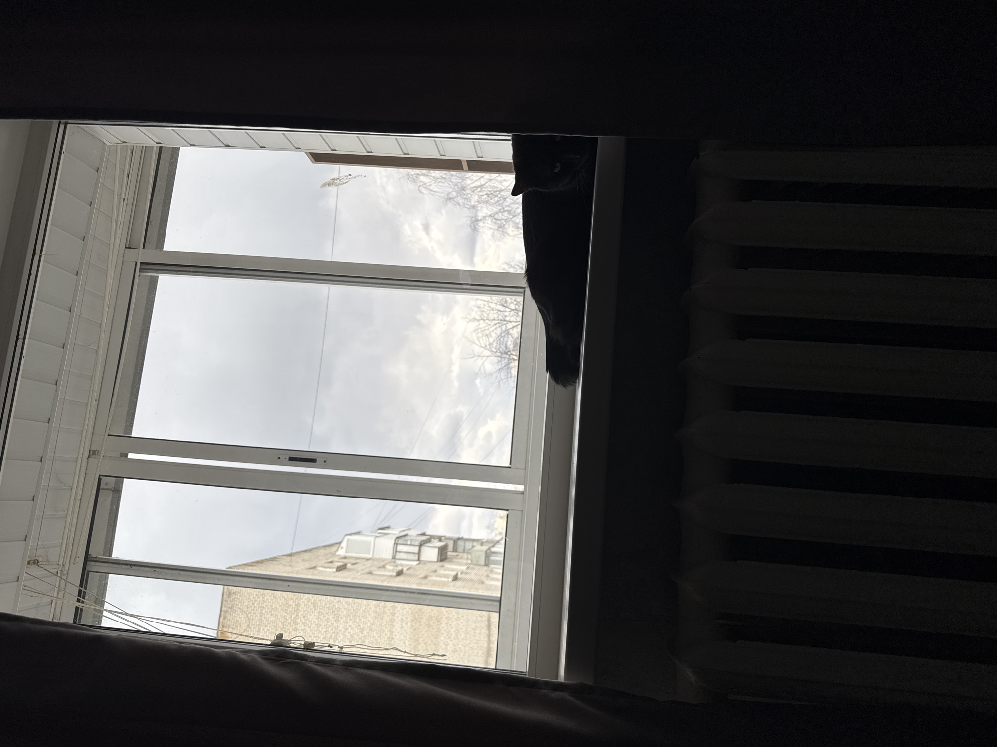 The image presents an interior view looking out a window in Chaikovsky, Russia. A dark grey cat is prominently positioned in the upper right, mostly silhouetted against the overcast sky, resting on the window ledge. Its head and one eye are visible, suggesting it is observing the outside world.
The window has white frames, dividing the view into multiple panes. Outside, the sky is uniformly cloudy and grey, indicating an overcast day. Bare tree branches are visible against the sky, suggesting it is either winter or early spring. Below the sky, parts of an urban building constructed from light-colored brick or concrete are visible. The building's roof features several ventilation units or skylights. On the far left, beyond the window, what appears to be white horizontal siding or blinds of another building is visible.
Inside the room, the top and bottom edges of the image are occupied by dark, soft furnishings, possibly curtains or a bed/sofa. In the bottom-left pane, thin wires are stretched horizontally across the window, potentially for drying clothes or holding lightweight items. To the far right, a dark, ribbed radiator is partially visible, indicating the presence of indoor heating. The interior of the room is dimly lit, creating a strong contrast with the brighter outdoor light filtering through the window. No people are visible, and there is no discernible text. The scene evokes a quiet, domestic moment on a subdued, cloudy day.