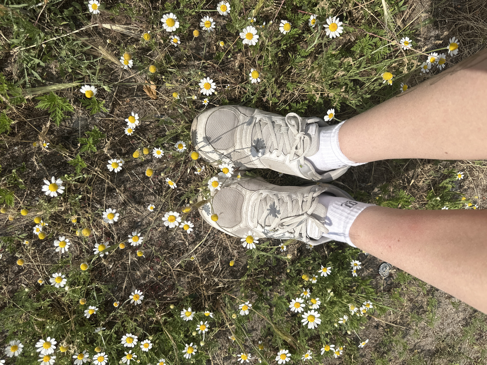 An overhead shot shows a person's legs and feet wearing white sneakers and white socks, standing in a field of daisies and green grass. The person's legs are positioned centrally in the frame, with their feet facing away from the camera. The daisies are small with white petals and yellow centers, scattered throughout the grass. The ground appears to be dry and dusty, with some patches of exposed soil. The sunlight casts shadows on the ground, indicating it is daytime. There are no other people or objects visible in the image. The location is unknown.
