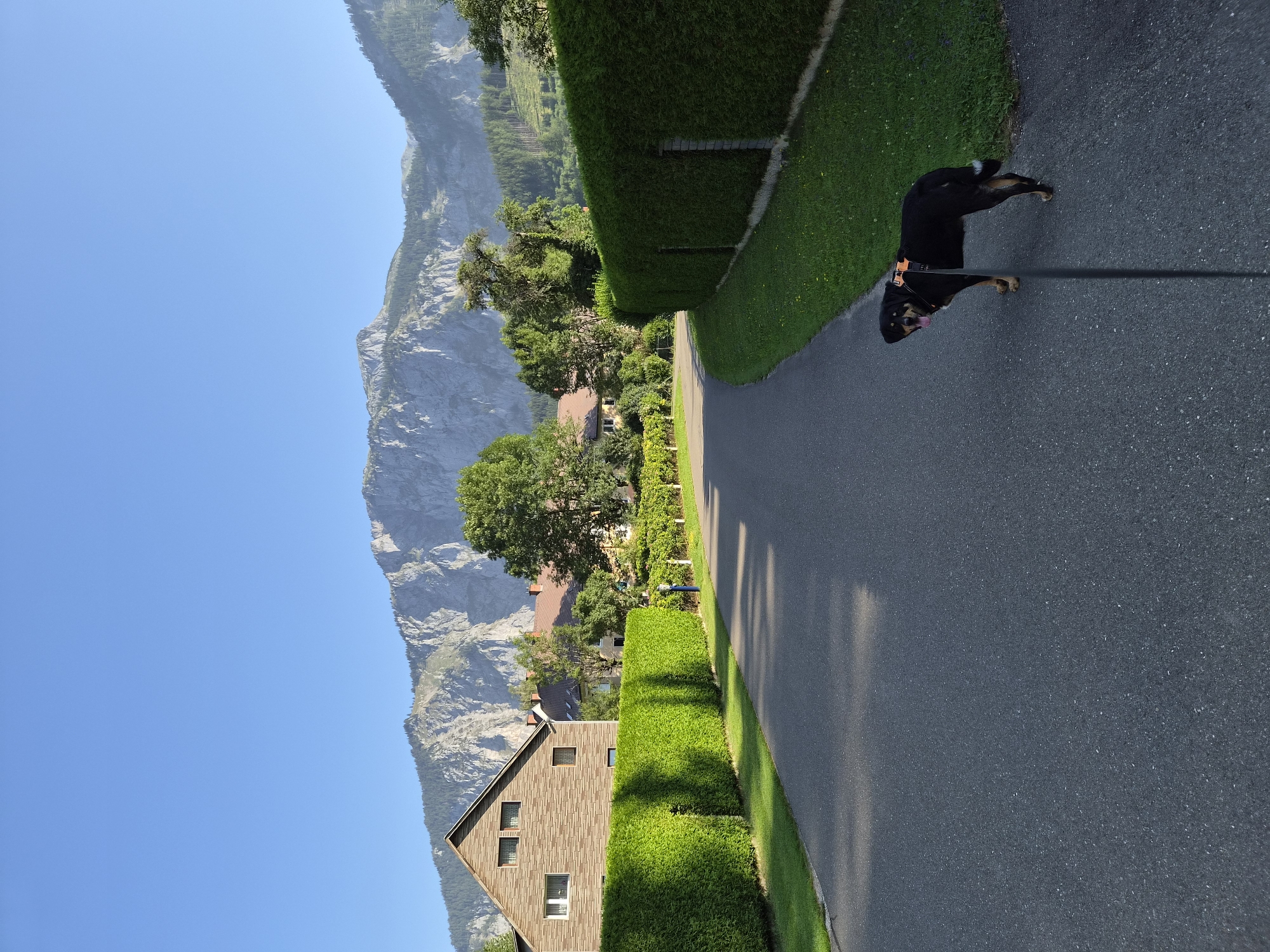The image depicts a scenic street in Eisenerz, Austria, with a dog on a leash standing on the asphalt road. The road curves to the right, bordered by lush green hedges on both sides. In the background, a residential building with a brick facade is visible, along with other houses and trees. Majestic mountains with rocky cliffs and forested slopes dominate the distant horizon under a clear blue sky. The lighting suggests it is either early morning or late afternoon, with shadows cast on the road from the hedges. The dog, a black and brown mixed breed, is facing the camera with its tongue out, appearing alert. The environment is tranquil and idyllic, characteristic of a European alpine town.