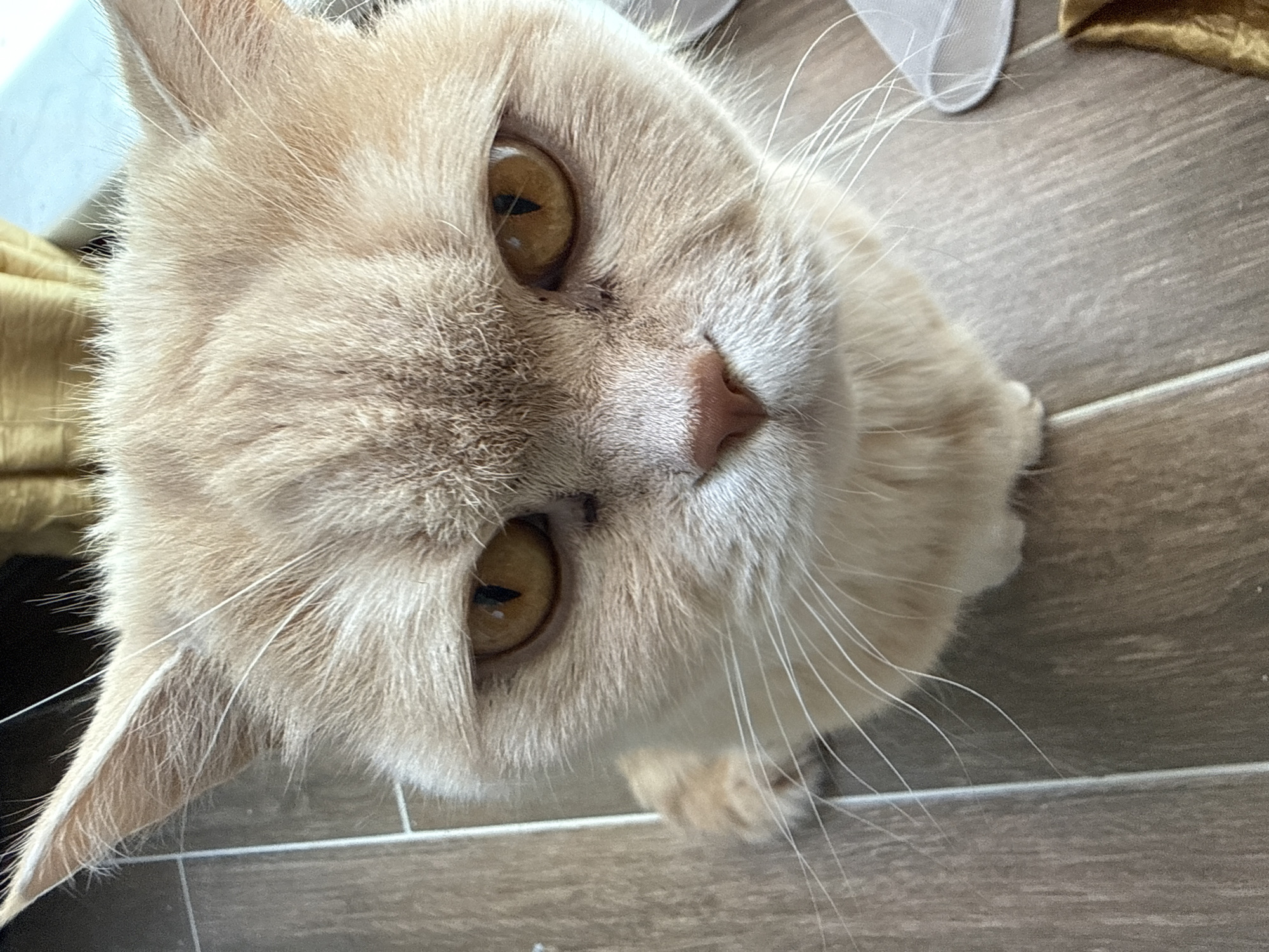 A close-up, high-angle shot captures the face of a domestic cat looking directly at the viewer. The cat has light, creamy-beige fur that appears soft and dense, particularly around its face. Its most prominent features are large, round amber eyes with narrow, vertical dark pupils, which reflect a bright light source. A small, soft pink nose is centered on its face, and numerous long, delicate white whiskers extend outwards from its muzzle.
The cat's expression appears curious and attentive, with its gaze fixed upwards towards the camera. The texture of its fur is clearly visible, especially around the eyes and cheeks.
The background primarily consists of a tiled floor with a wood-grain effect, featuring parallel lines. To the right, a translucent white object, possibly a piece of netting or a cone, is visible on the floor, along with a soft, golden-colored fabric object in the upper background. The lighting suggests an indoor, daytime setting, providing clear visibility of the cat's features and fur texture. There is no visible text in the image.