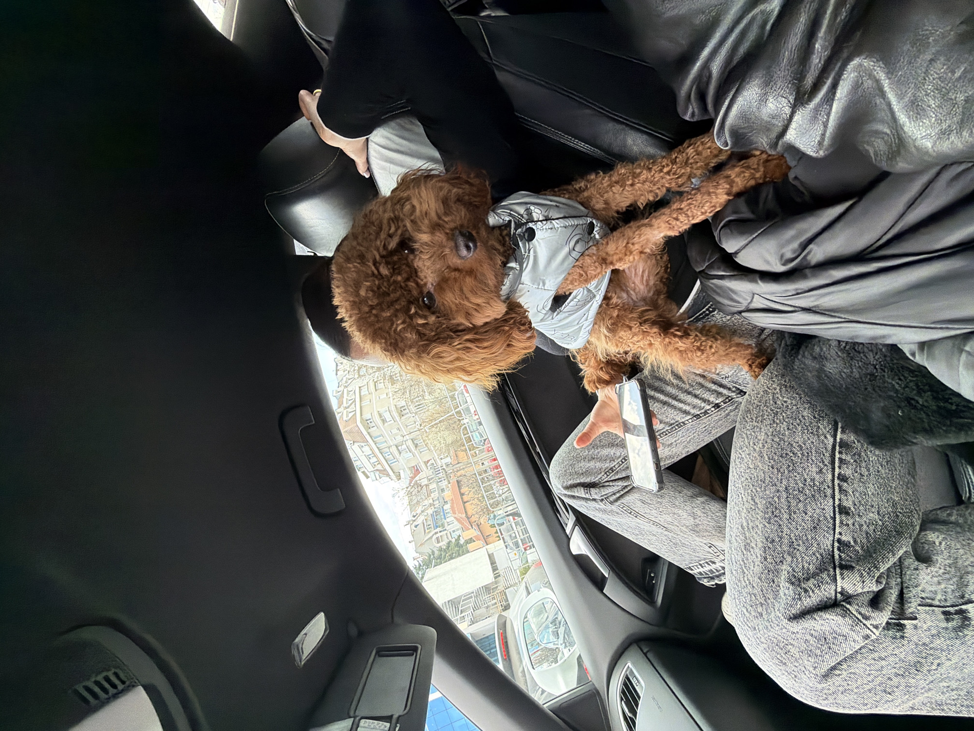 The image depicts the interior of a vehicle, specifically the passenger side, looking out at a city street in Sofia, Bulgaria. A small, medium-brown, curly-haired dog, wearing a light grey puffy vest with black snap buttons, is seated upright on the lap of an individual in the front passenger seat. The individual's legs, clad in light grey acid-wash jeans, are visible, along with their right hand holding a black-cased smartphone horizontally on their lap. A black leather-like garment rests on the seat beside the dog. Partially visible in the driver's seat is an arm in a black sleeve with a hand featuring a gold ring resting on the headrest. The car's interior is predominantly black, showing parts of the dashboard, door panel, headliner, an overhead light, a grab handle, and a visor.
Through the passenger window, a street scene is visible. Multi-story buildings with light-colored facades and reddish-brown tiled roofs dominate the background, characteristic of urban residential architecture. Some trees, likely deciduous, show sparse foliage. In the middle ground, a modern building with an external spiral staircase is visible. The immediate foreground outside the car includes the rear of a light-colored vehicle, revealing a taillight and side mirror. A blue reflective surface is present on the far left, possibly part of another building.