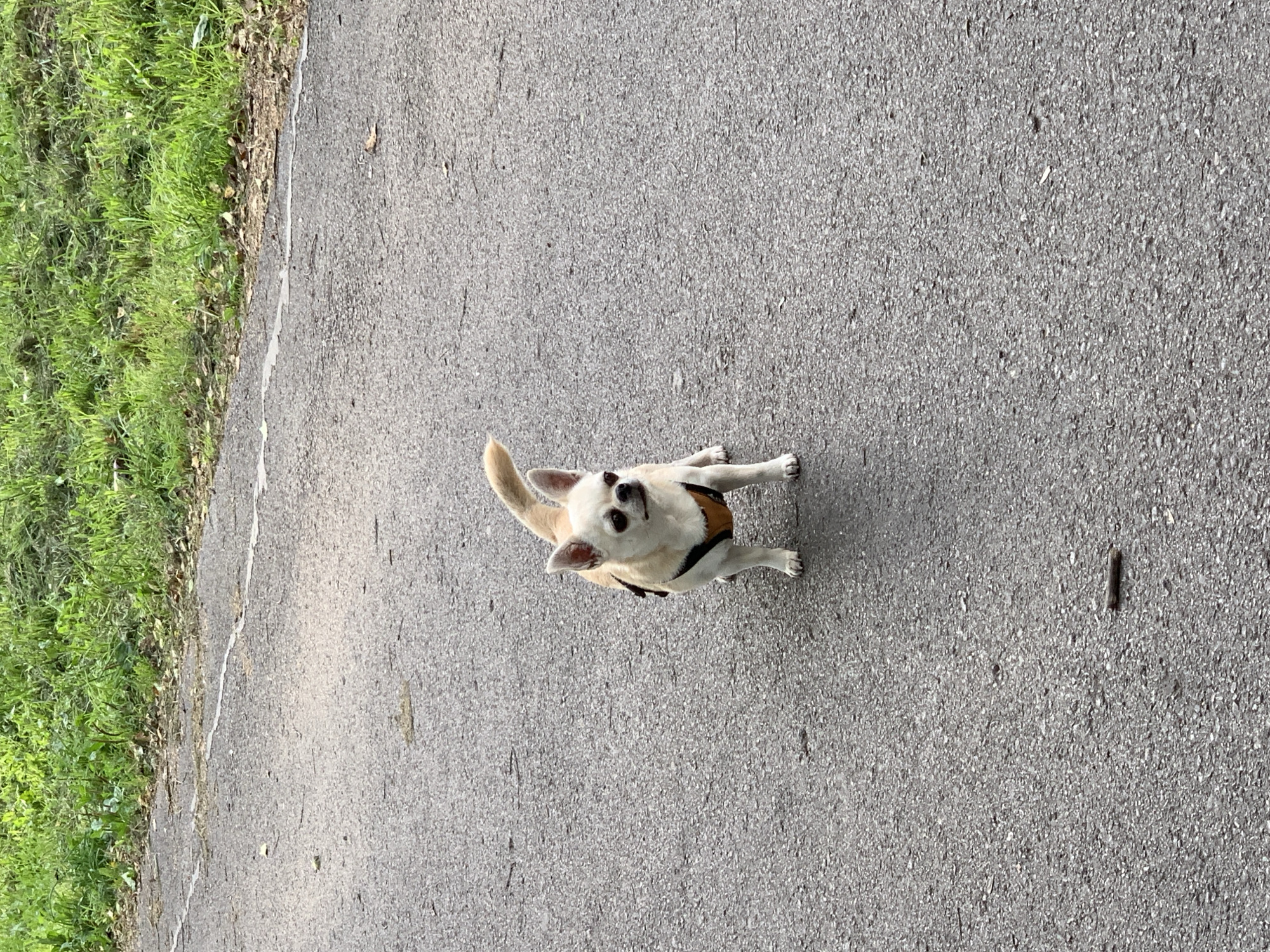 A tan and white chihuahua wearing a brown harness stands on an asphalt pathway. The pathway is bordered on the left by a patch of green grass and on the right by more asphalt. The chihuahua is facing the camera and looking slightly to the right. Its tail is curved upwards. The environment appears to be an outdoor area, possibly a park or a residential street. There are no people visible in the image. The image is an eye-level shot, showing the dog from a slightly elevated perspective.