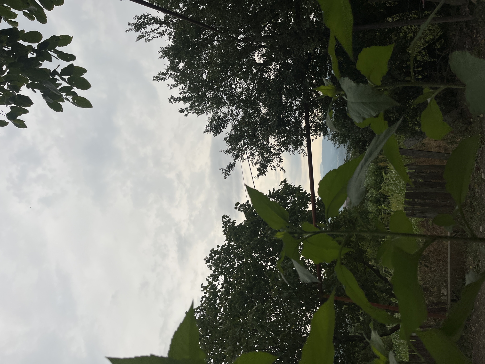 In Surami, Georgia, a cloudy sky looms over a pastoral landscape. In the foreground, lush green leaves of an unknown plant obscure the view of a weathered wooden fence. Beyond the fence, dense trees dominate the scene, their dark foliage contrasting with the pale sky. In the distance, rolling hills are faintly visible under the overcast heavens. The overall impression is one of serene natural beauty, with a hint of the approaching twilight.