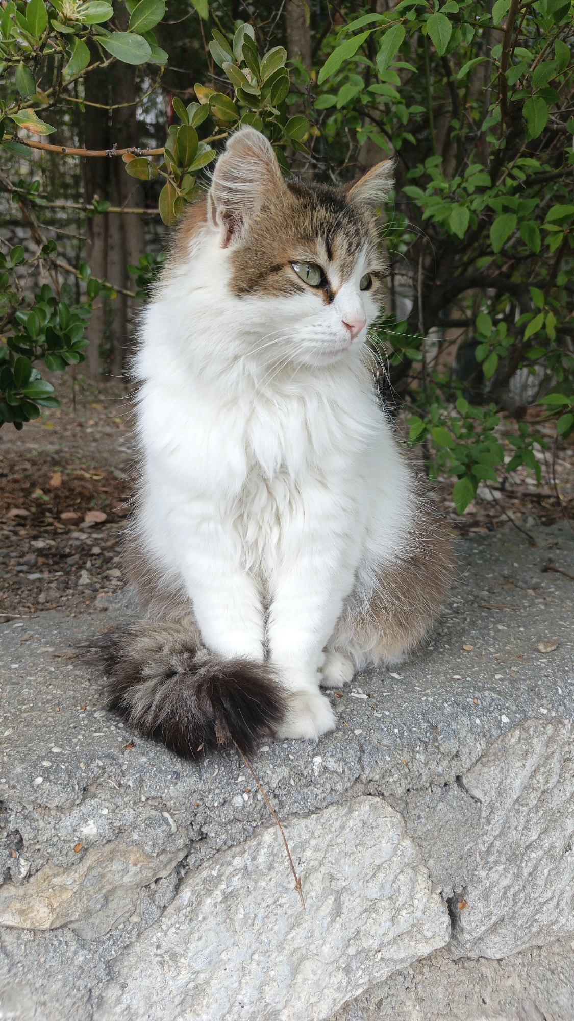 A medium-sized, semi-longhaired cat is sitting on a concrete wall. The cat is predominantly white with patches of brown on its head, back, and tail. It has green eyes and is looking to the right. Behind the cat is a green bush with small, round leaves. The setting appears to be outdoors, potentially in Верхореченское сельское поселение, Ukraine, but this is based on the assumption it is in that location. The ground beneath the wall is covered with leaves and small stones. A twig lies in front of the cat's paws. The concrete wall has a rough, textured surface.