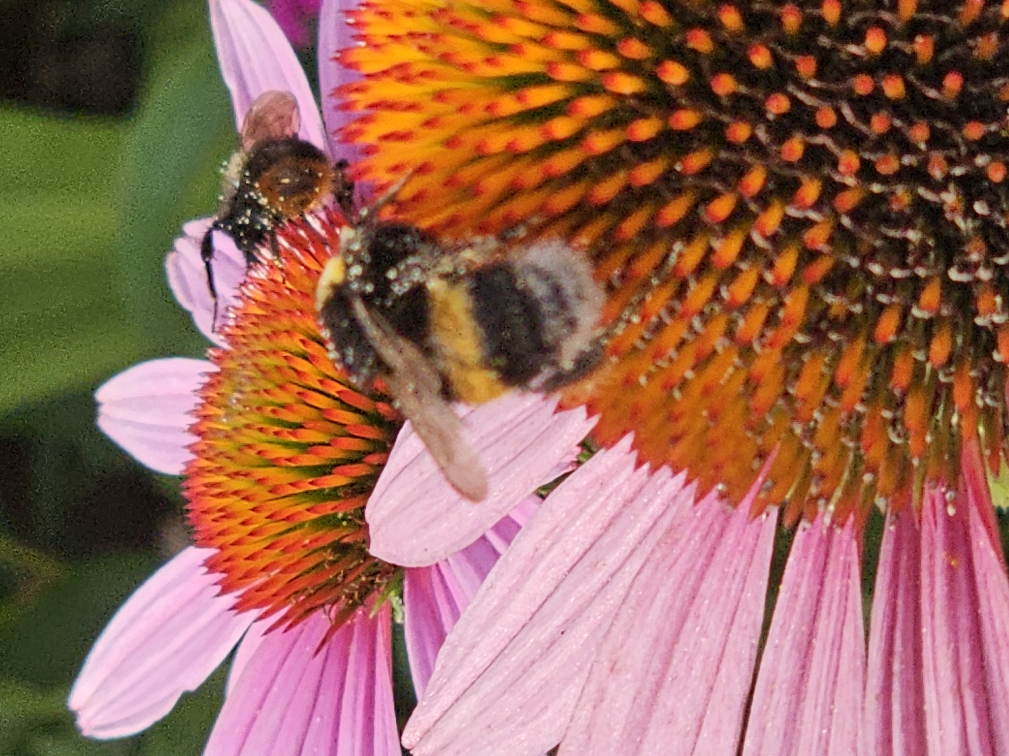 Two bumblebees are visible on a pink coneflower. One bumblebee, in the foreground, is positioned on the orange center of the flower, its body black and yellow striped and covered in white pollen. The second bumblebee, partially obscured in the background, is also on the flower's petals and center, similarly covered in pollen. The coneflower has pink outer petals and a spiky orange and red center. The background consists of blurred green foliage, suggesting an outdoor environment. The scene is a close-up photograph of the insects interacting with the flower. The location is a garden in the city of Khimki, Russia.