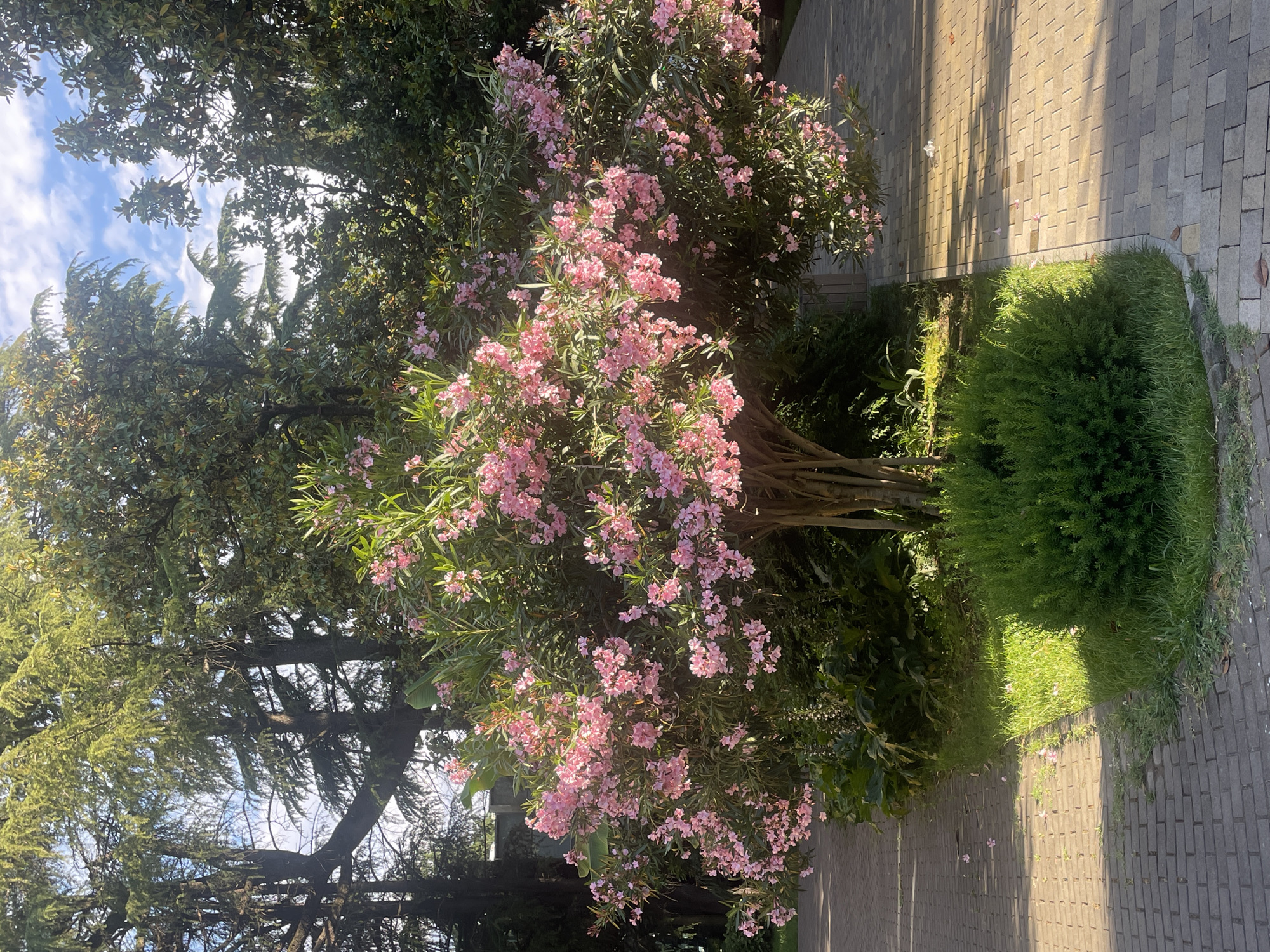 The image captures an outdoor scene in Sochi, Russia, bathed in the warm light of what appears to be late afternoon. The main subject is a blooming oleander bush with abundant clusters of pink flowers, set against a backdrop of lush green foliage and trees. To the right, a paved walkway constructed with grey rectangular tiles runs alongside a meticulously manicured, rounded green bush, creating a clear separation between the natural and the man-made elements.
The scene is characterized by dappled sunlight casting long shadows across the walkway, suggesting the sun is low in the sky. The sky above is a mix of blue with scattered white clouds, indicating pleasant weather. The presence of a paved path suggests a park, garden, or a well-maintained public space. The oleander, a flowering shrub often found in Mediterranean climates, thrives in Sochi due to its subtropical weather. The overall atmosphere is peaceful and serene, evoking a sense of natural beauty intertwined with urban landscaping. There is no visible text in the image.