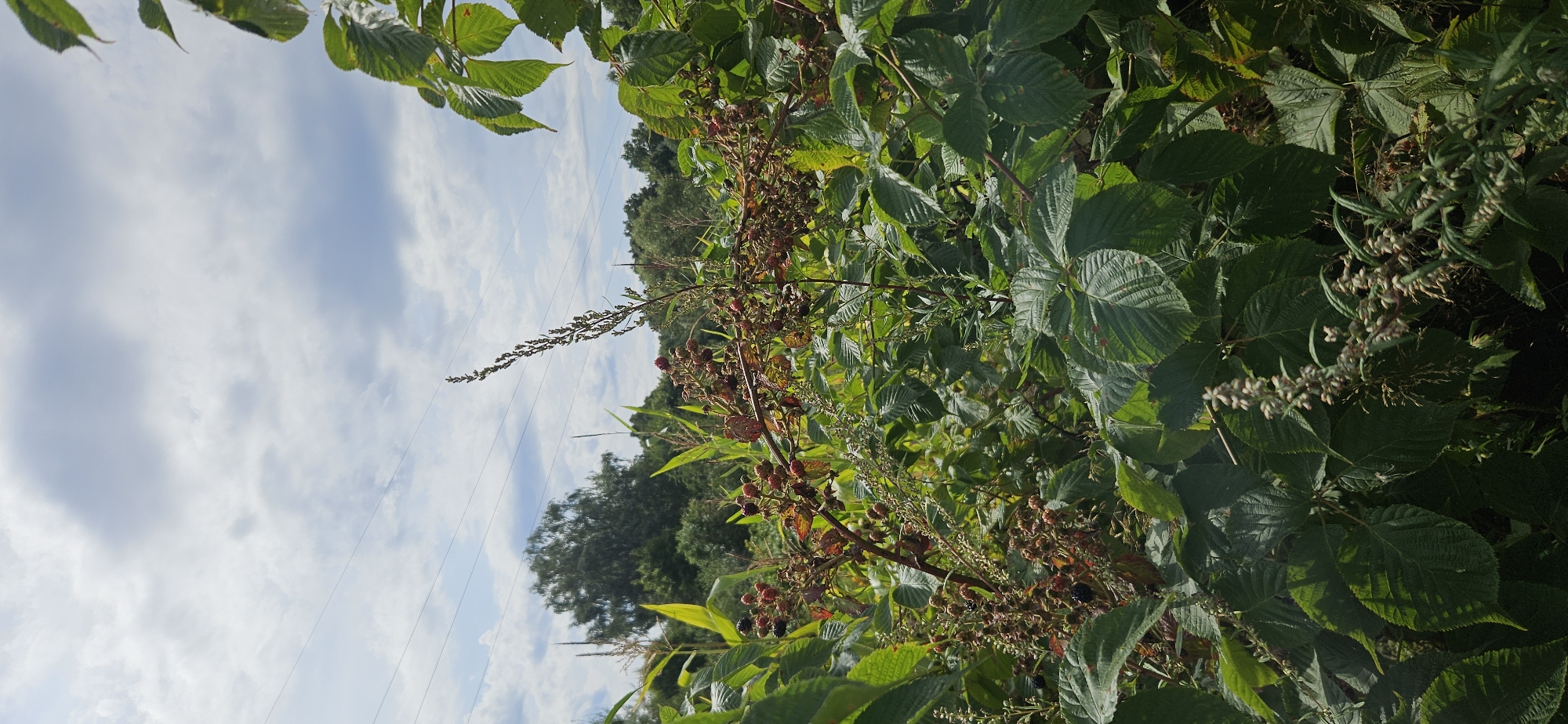 The image captures a close-up view of a thicket of bramble bushes, laden with ripe blackberries, set against a backdrop of lush green foliage and a sky filled with white, puffy clouds. The brambles, characterized by their thorny stems and serrated leaves, display a mix of dark purple and red berries. Interspersed with the brambles are stalks of corn, their tall green leaves reaching towards the sky. In the distance, a dense forest can be seen, with a prominent birch tree standing out. Power lines are visible traversing the sky, suggesting the presence of human infrastructure in the vicinity. The scene is illuminated by natural daylight, casting shadows that highlight the textures of the leaves and berries. The overall impression is one of a wild, overgrown natural environment, potentially a field or rural area within Мазалаўскі сельскі Савет, Belarus. No people are present in the image.