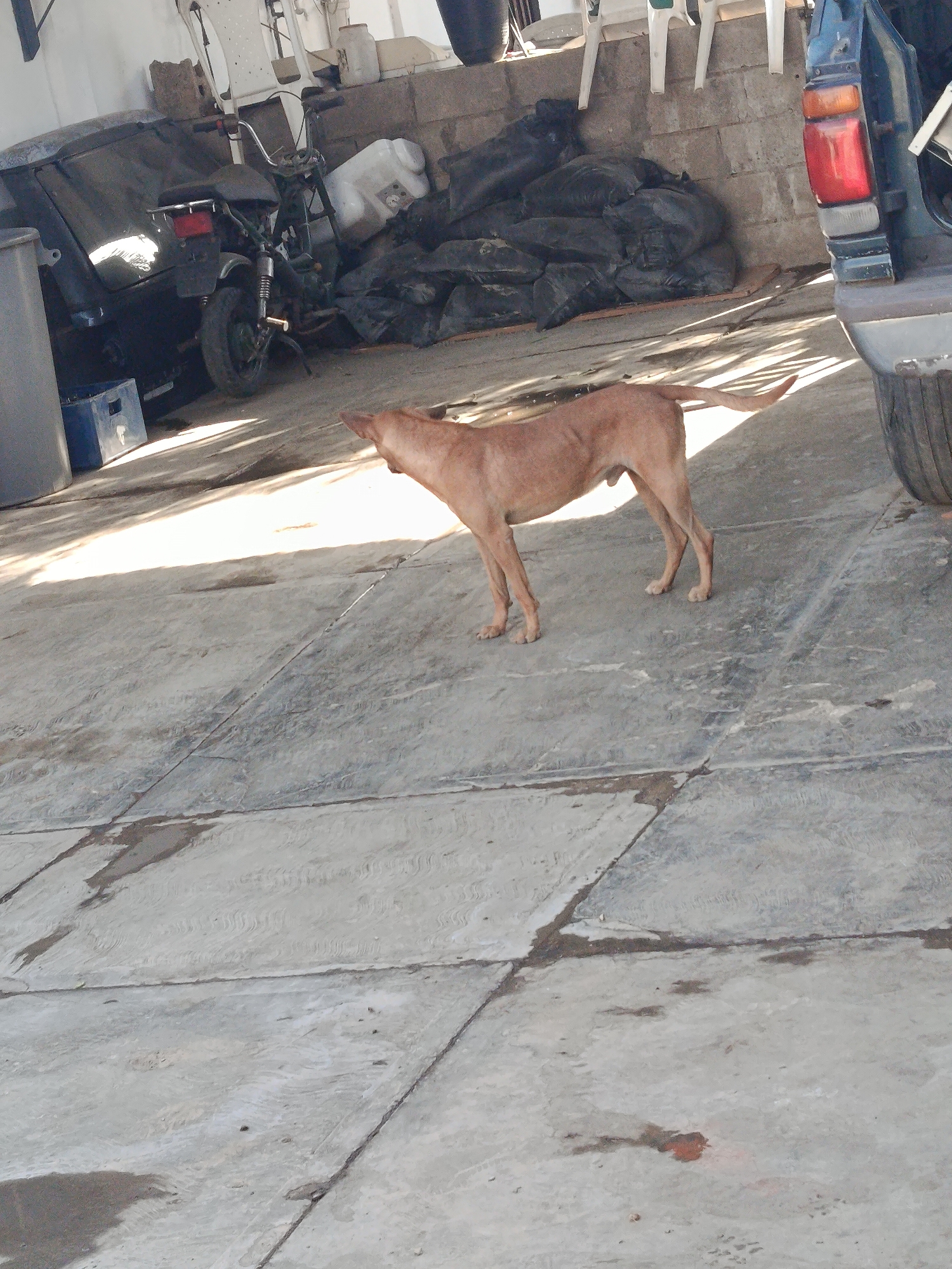 A tan-colored dog stands in a concrete-paved area with its head raised. In the background, a motorcycle and a blue vehicle are visible. Black bags are stacked against a concrete wall. The location is Juan Griego, Venezuela.