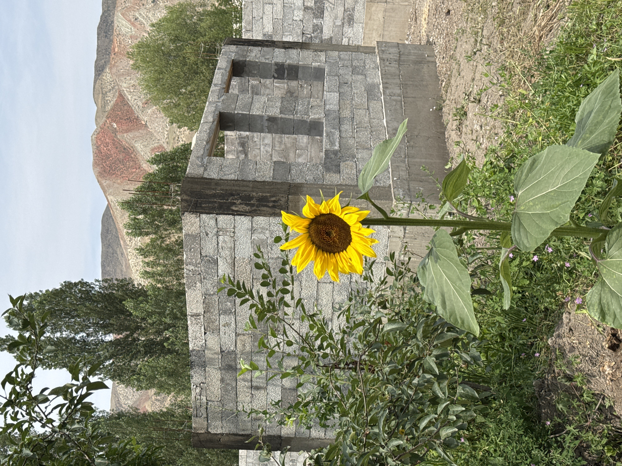 A single sunflower stands in the foreground of an unfinished brick building. The sunflower is bright yellow with a dark brown center, and its large green leaves are visible. Behind the sunflower, a partially constructed wall made of grey cinder blocks forms the structure of a building, with two open window frames visible. The ground is covered in dry grass and soil. In the background, several tall green trees and hills with reddish-brown streaks can be seen under a cloudy sky. The scene is outdoors, in what appears to be a rural or semi-rural area, likely within the city of Krugovoye, Kyrgyzstan, given the context of the prompt. No people are present in the image.