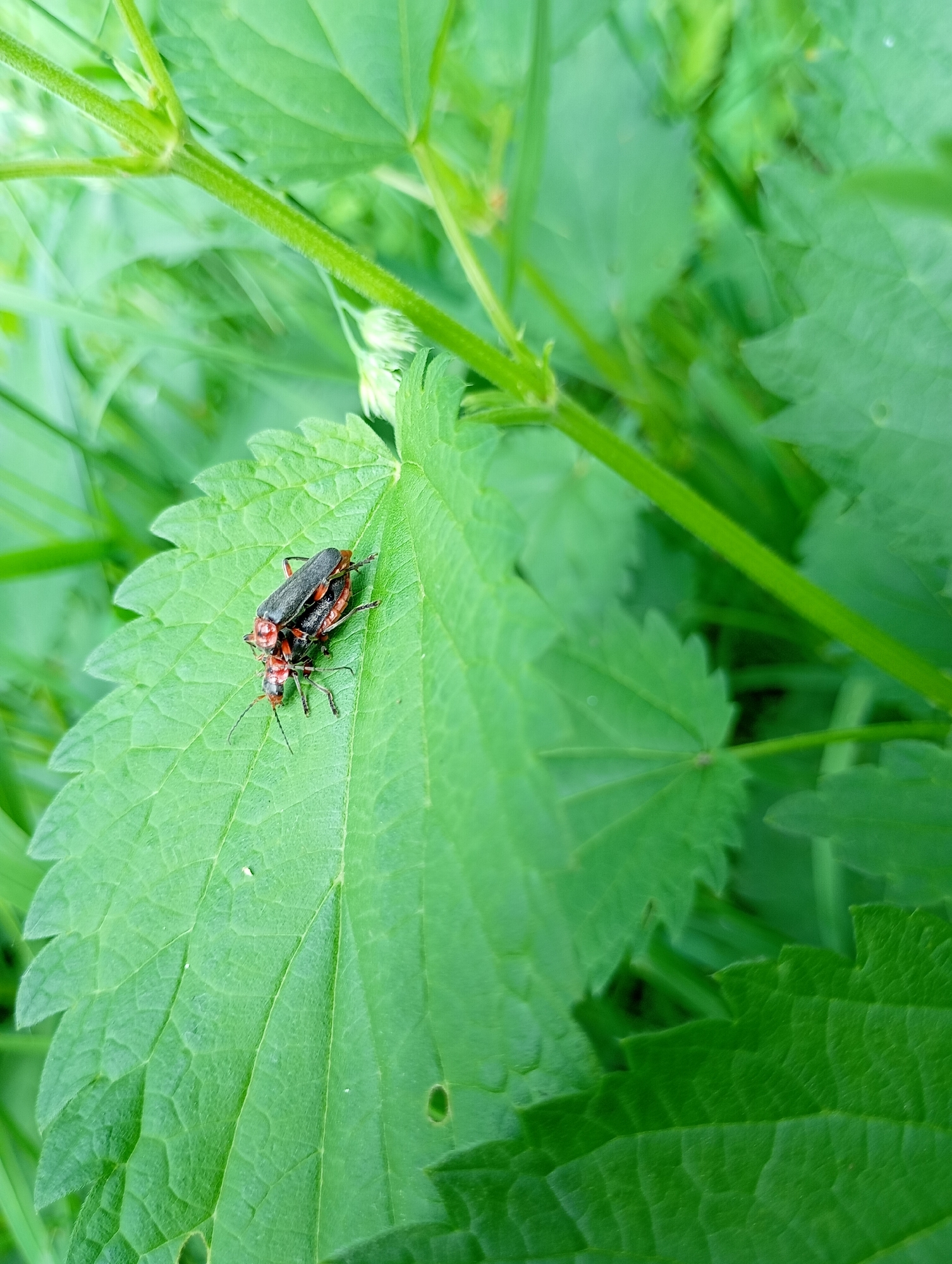 The image captures a close-up view of two insects, appearing to be beetles, mating on a large green leaf. The beetles are dark-bodied with reddish-orange heads and segments, positioned one on top of the other, illustrating an act of reproduction. The leaf, which occupies a significant portion of the foreground and midground, is a vibrant green with distinct venation and serrated edges, suggesting a nettle or similar plant.
The background is softly blurred with various shades of green foliage, indicating a natural outdoor setting, likely a garden or woodland area. Several green stems are visible, adding to the lush environment. The lighting suggests it is daytime, with soft, natural illumination highlighting the details of the insects and the leaf. There is no visible text in the image. The scene conveys a moment of natural wildlife in a verdant setting, likely in Chaikovsky, Russia.