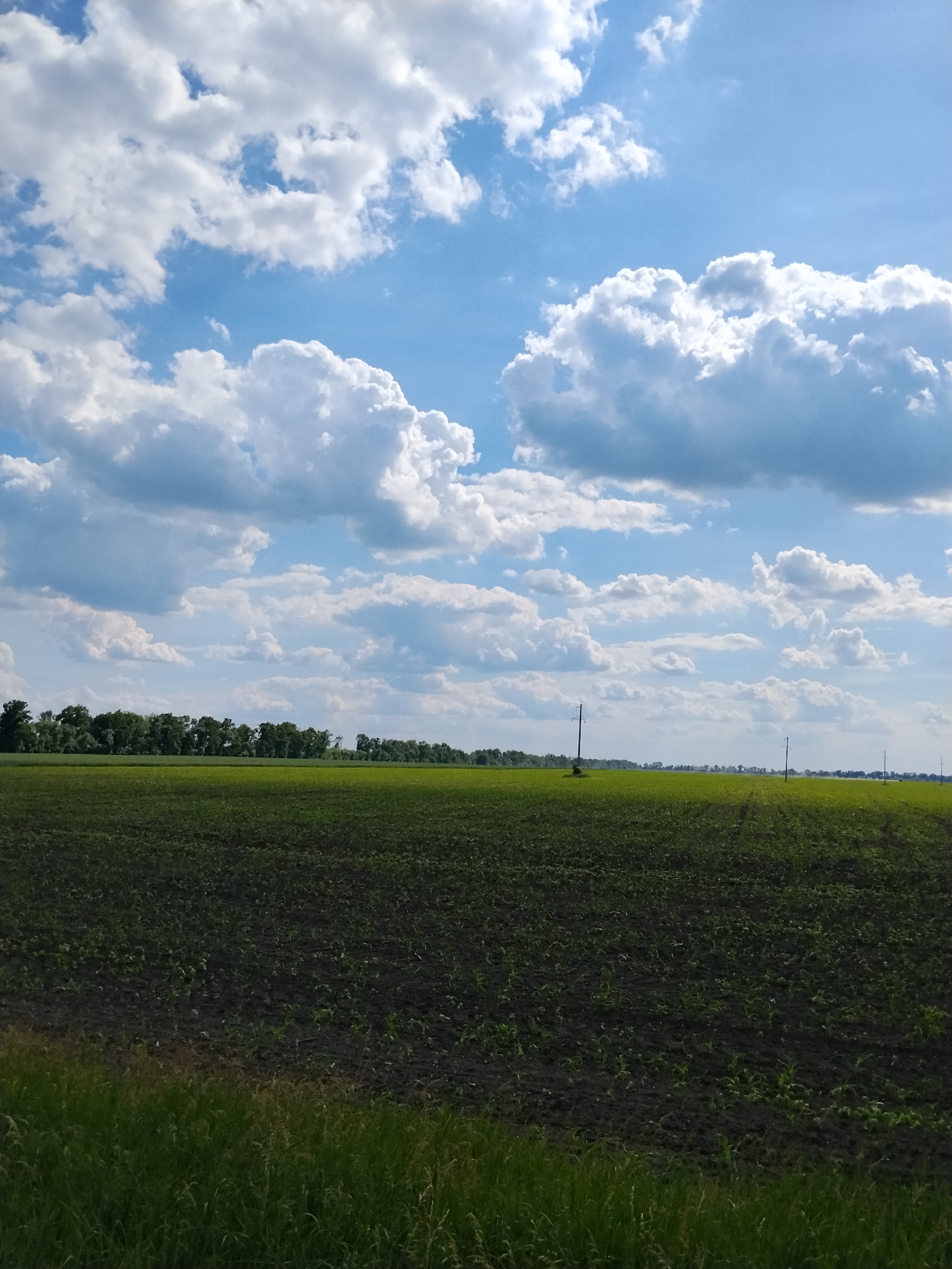 The image depicts an expansive rural landscape in Ruda, Ukraine, under a bright, partially clouded sky. The upper approximately one-third of the frame is dominated by a clear blue sky interspersed with numerous white, puffy cumulus clouds of varying sizes and densities. The lower two-thirds of the image comprises agricultural fields.
In the foreground, a dark brown, tilled field is visible, showing small, green emerging plants, likely crops, sparsely distributed. Along the very bottom edge of the frame, a narrow strip of uncultivated green grass and taller vegetation is present. Beyond the foreground field, a lighter green field stretches towards the mid-ground.
A dense, linear formation of green deciduous trees forms a distinct horizon line across the mid-distance, separating the closer fields from further elements. To the right of the tree line, another light green field is visible extending into the far distance. Three dark, slender, pole-like structures, consistent with utility poles, are observed vertically embedded within the mid-ground and far-ground fields, extending towards the sky. No individuals, animals, or vehicles are present within the frame. The scene is static and well-lit by natural daylight.