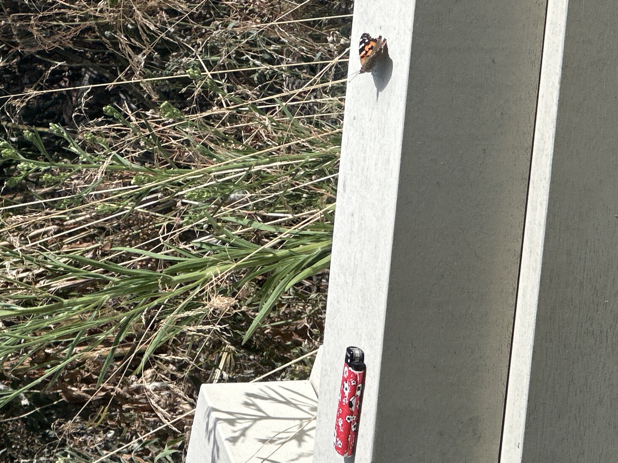 In an outdoor setting with dry vegetation in the background, a patterned red lighter with a floral design lies on a light-colored ledge. To the right of the lighter, a butterfly with orange and black wings is perched on the same ledge. The scene appears to be in Amsterdam, Netherlands.