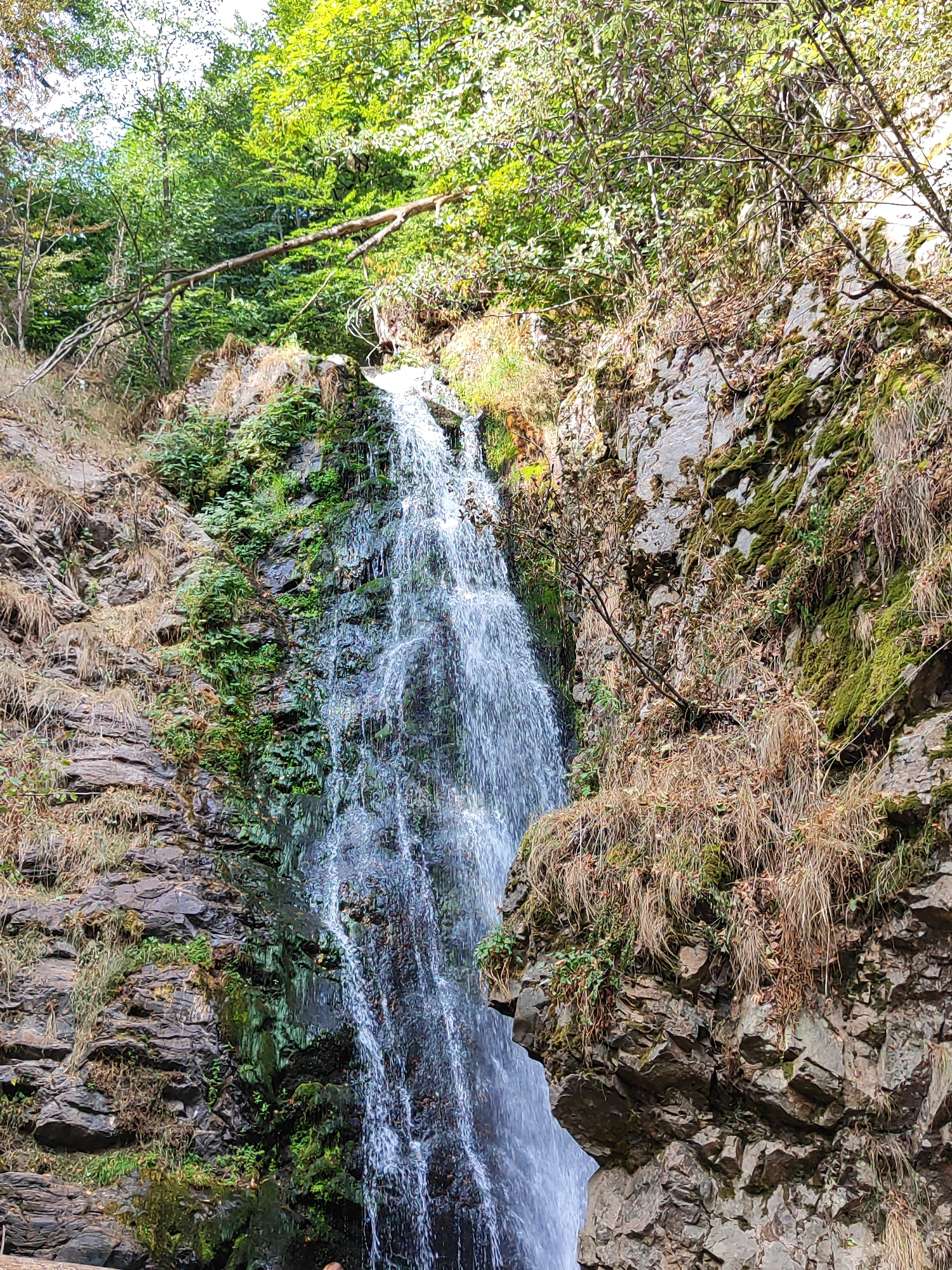 The image shows a tall waterfall cascading down a rocky cliff face covered in moss and vegetation. The waterfall is the main subject, with water flowing rapidly and creating a white spray. The surrounding environment is a dense forest with green trees and undergrowth. The rocks are rugged and uneven, with some areas of dry grass growing among them. The scene appears to be in a natural, wild setting, possibly a hiking trail or a remote natural area. Without further information, the exact location in Todtnau, Germany, cannot be determined from the image alone, but it depicts a typical natural landscape found in the Black Forest region.