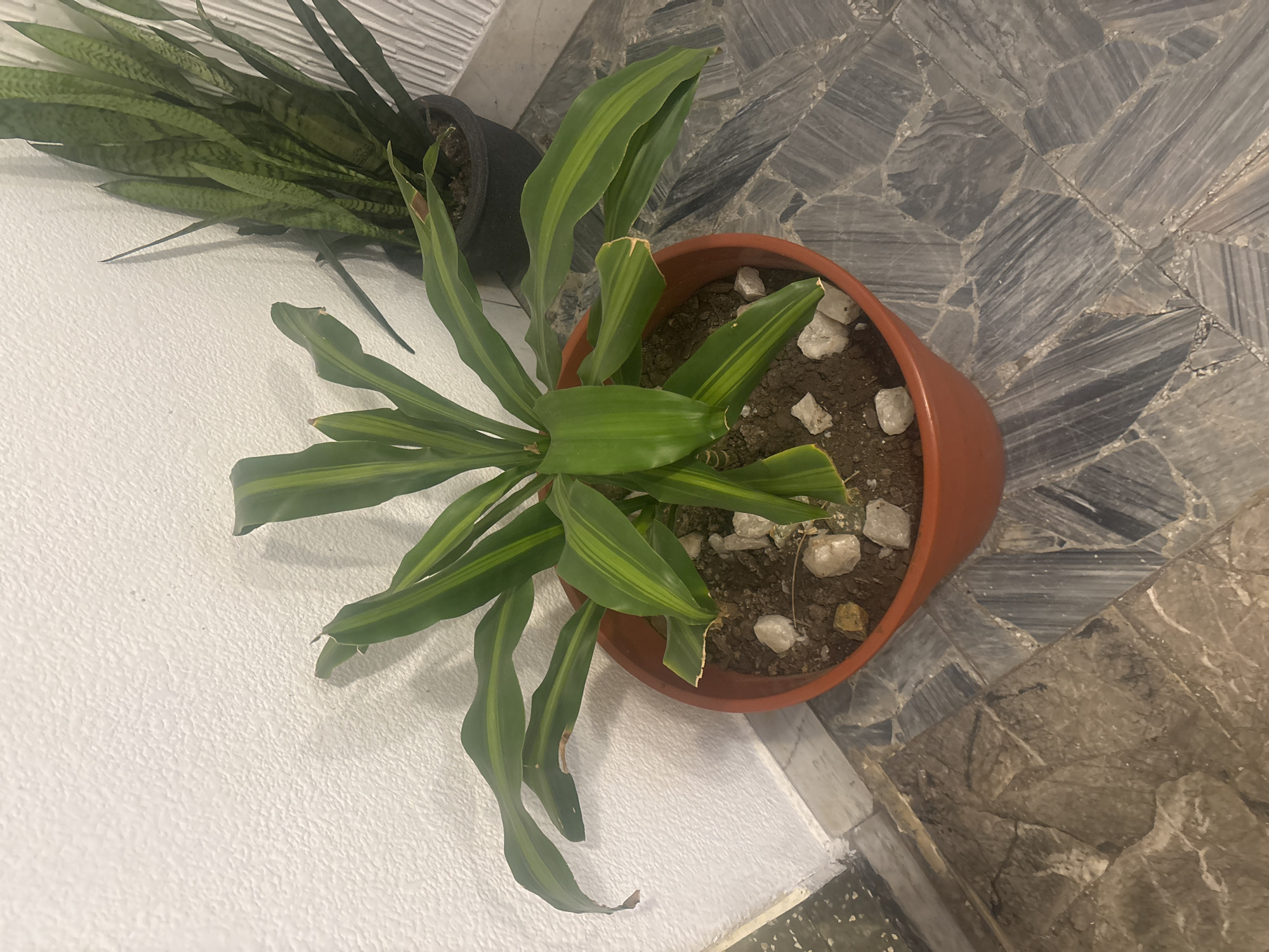 An overhead shot shows two potted plants on a white painted surface adjoining a gray tiled floor. The plant on the left appears to be a snake plant in a black pot. The other, a variegated green plant in a terracotta pot. There are white stones placed on top of the soil in the terracotta pot. The environment appears to be indoors. The tiled floor is indicative of older architecture potentially found in Buenos Aires, Argentina. No people are visible in the image. There are no interactions occurring.