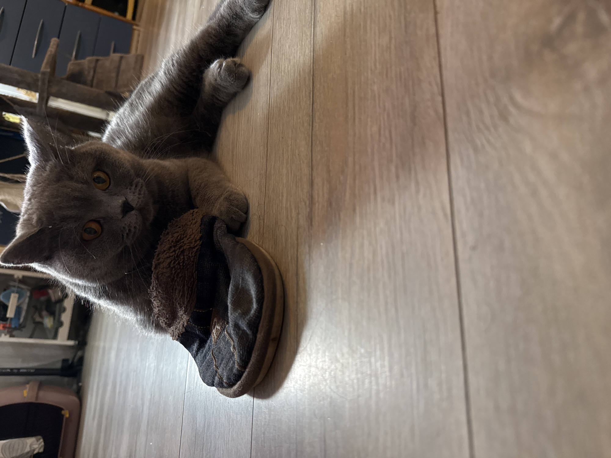 A grey cat with orange eyes lies on a light wooden floor, playing with a dark grey slipper with a brown furry lining. The cat is in the foreground, occupying the left side of the frame, with its body stretched out and its paws on the slipper. Its head is turned towards the camera, and its expression appears playful or curious. The background shows a blurred shelving unit with various items, and some furniture. The lighting suggests an indoor setting, likely during the daytime. There is no visible text in the image. The location context is Szczecin, Poland.